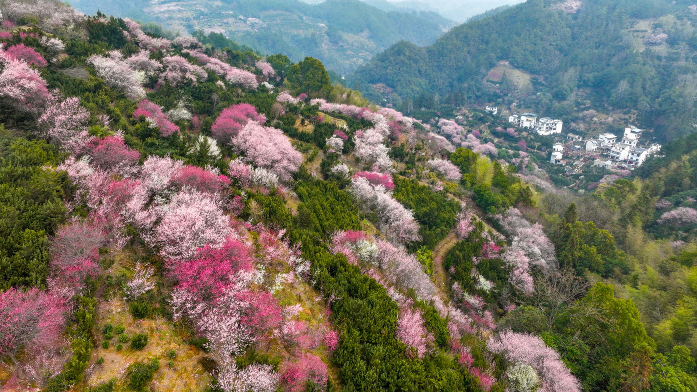 安徽黄山歙县的卖花渔村,春天是真的很美!