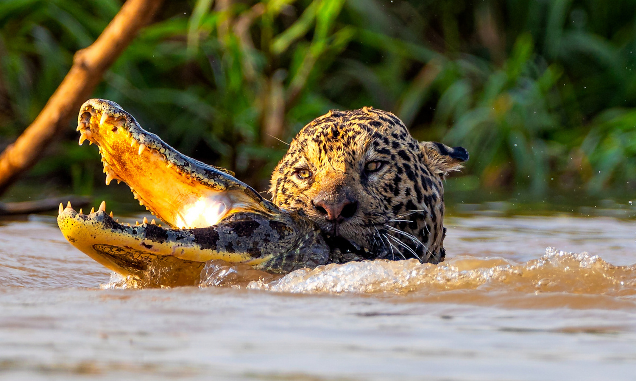 在咬合力方面,美洲豹和尼罗鳄都是非常强大的动物.