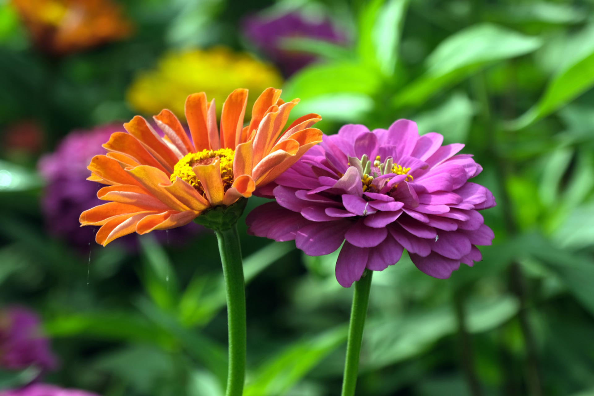 百日菊也叫百日草,是直立草本植物,从夏入秋都是它的花期,可以观沙い