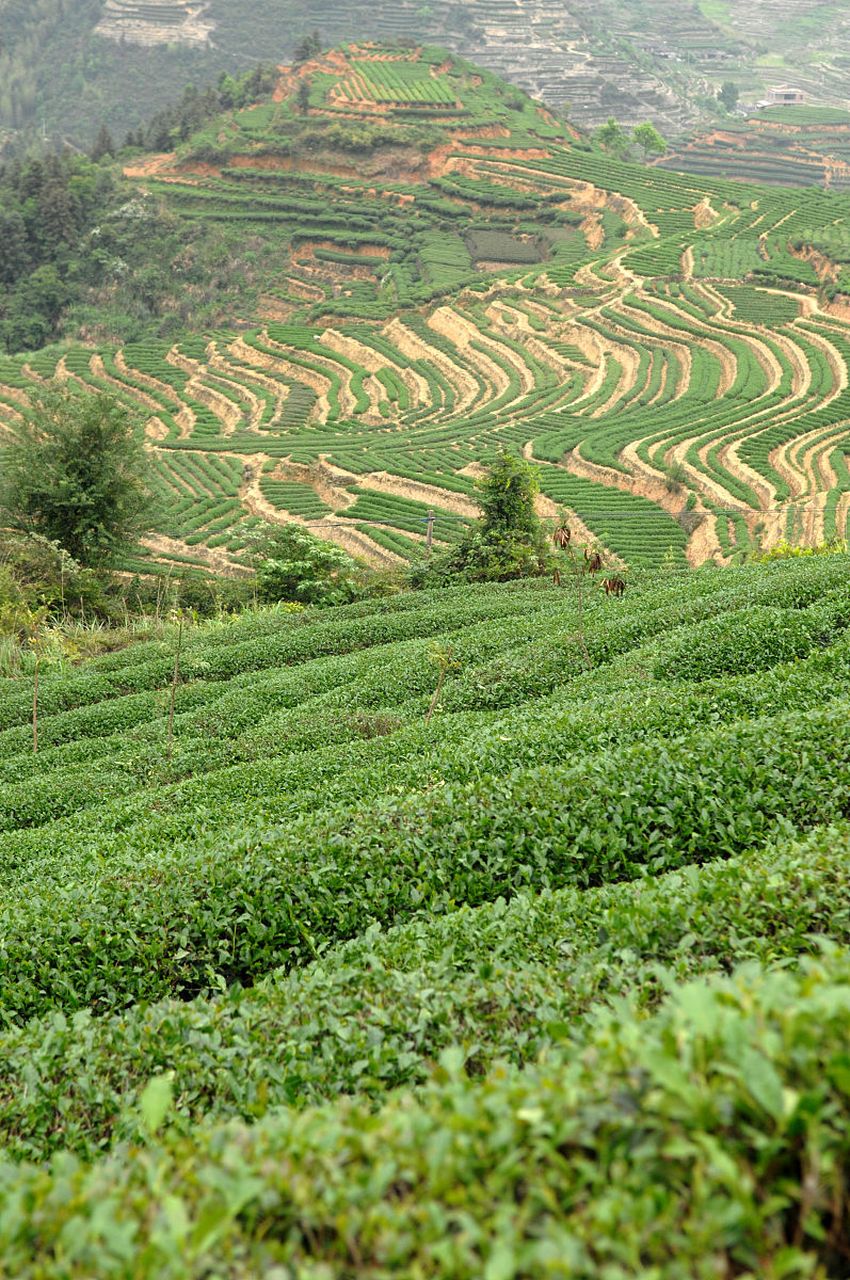 紫阳瓦房店茶山风景区图片