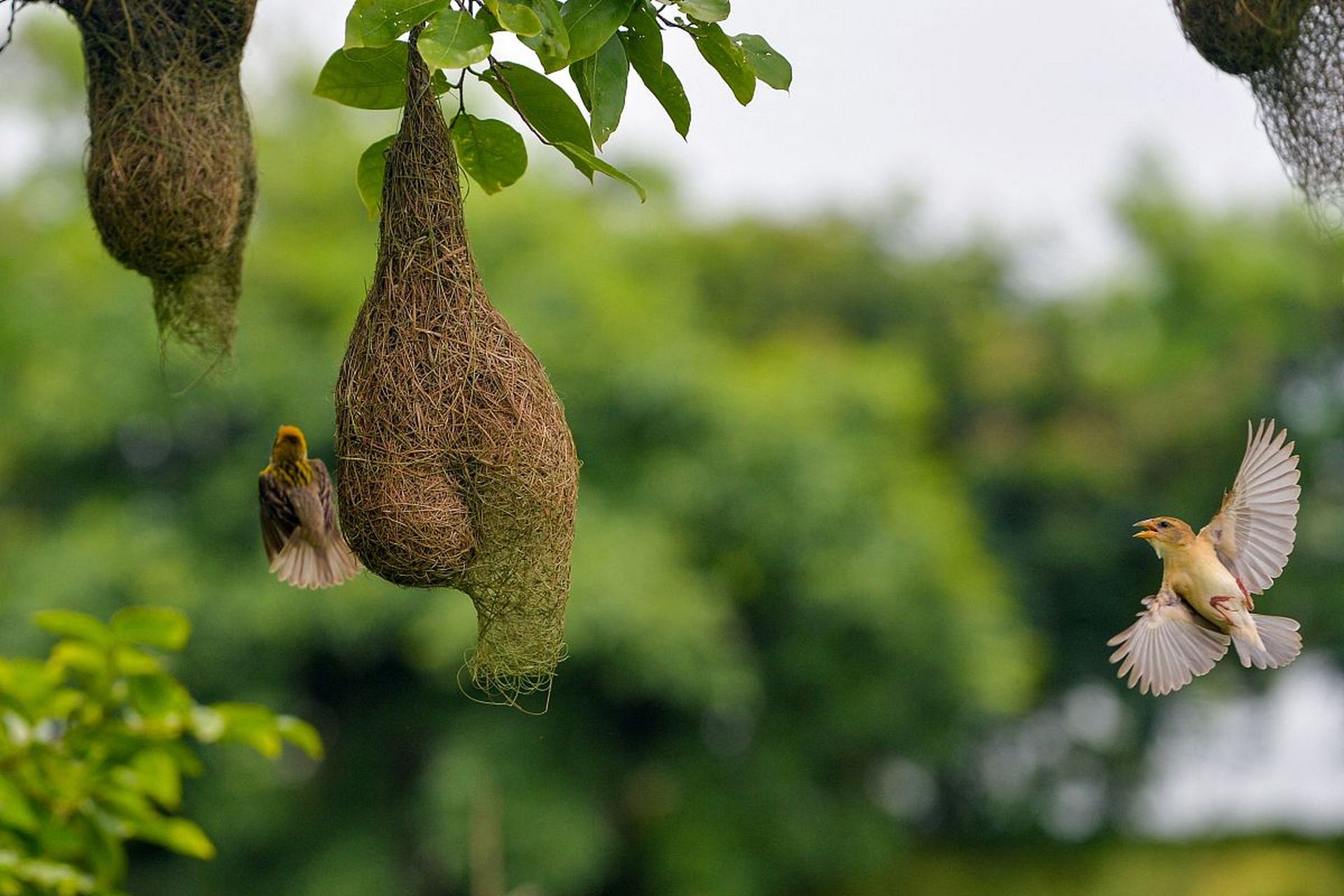 动物界的建筑师——黄胸织布鸟  黄胸织布鸟的手艺可以说是巧夺天工