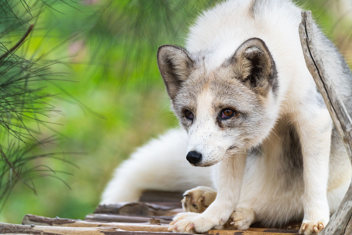 白狐胖成煤气罐是为御寒