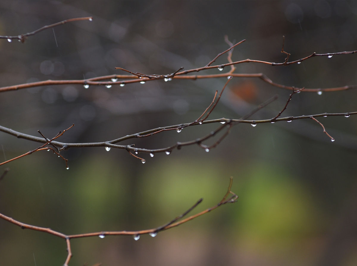 冬雨感懷(詩一首)