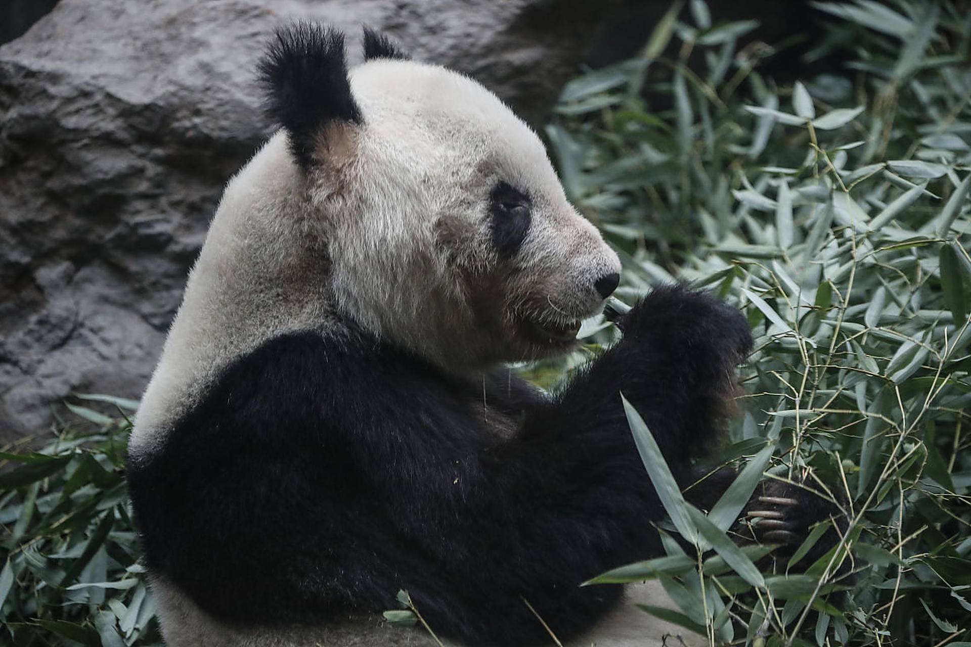 大熊猫雄性个体稍大于雌性.体型肥硕,丰腴富态,头圆尾短,头躯长1.2-1.