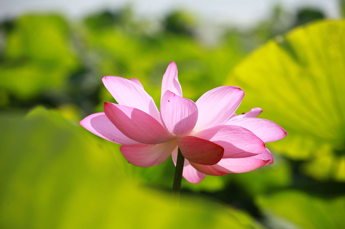 日出朝阳满天红,阳光沐浴撒西湖朵朵荷花伸懒腰,花香鸟语心舒畅