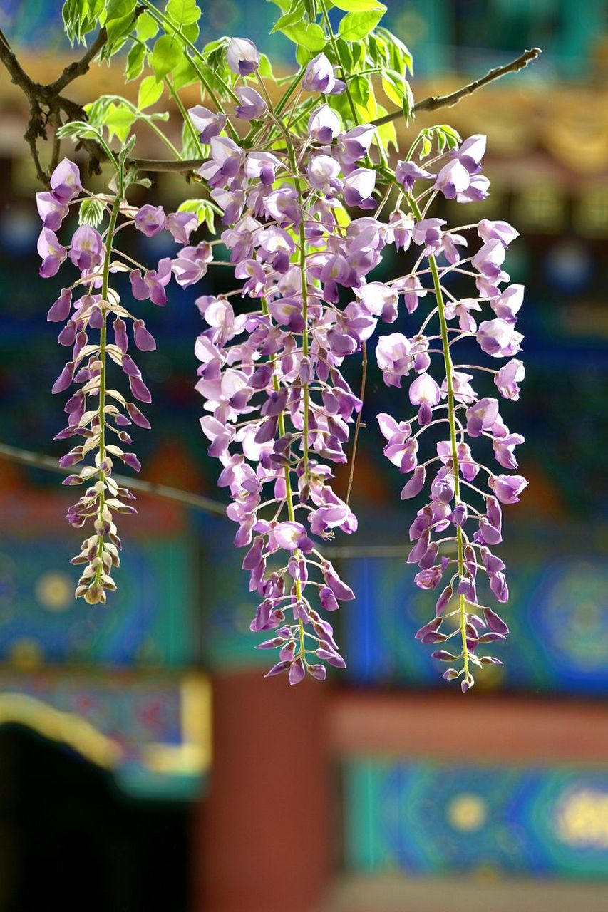 秋天# 描写紫藤花的优美句子:在秋天的微风中,紫藤花垂挂在枝条上