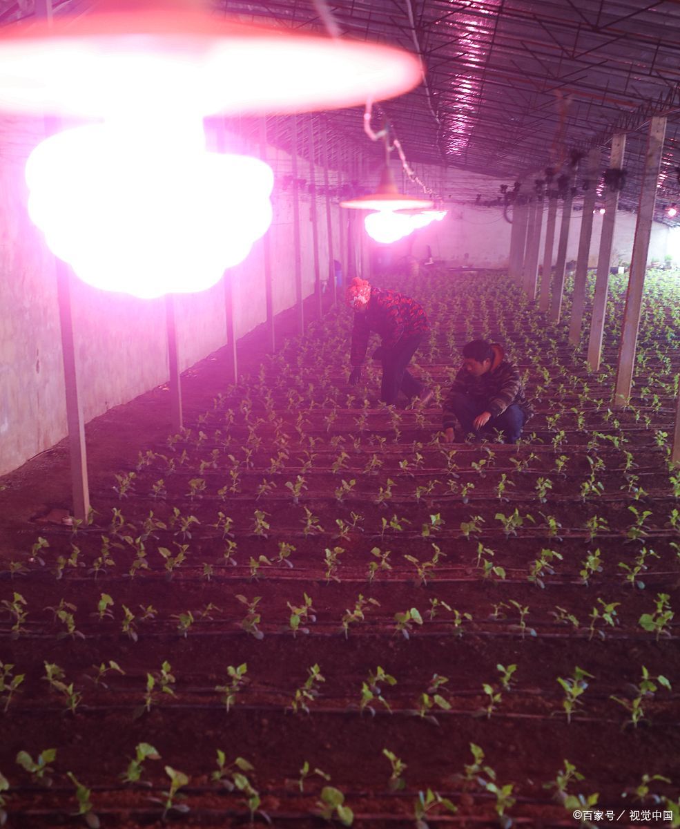 大棚取暖灯一亩用几个