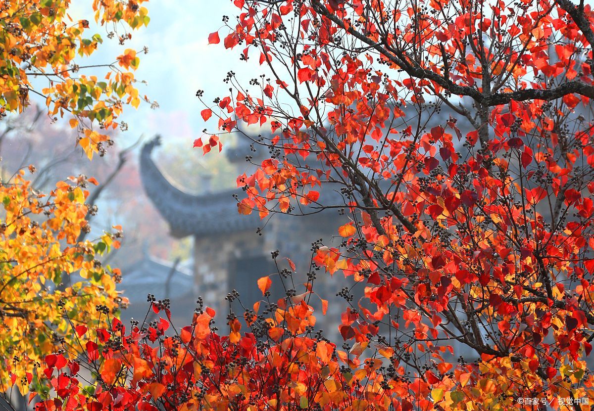 淄川红叶景点大全图片