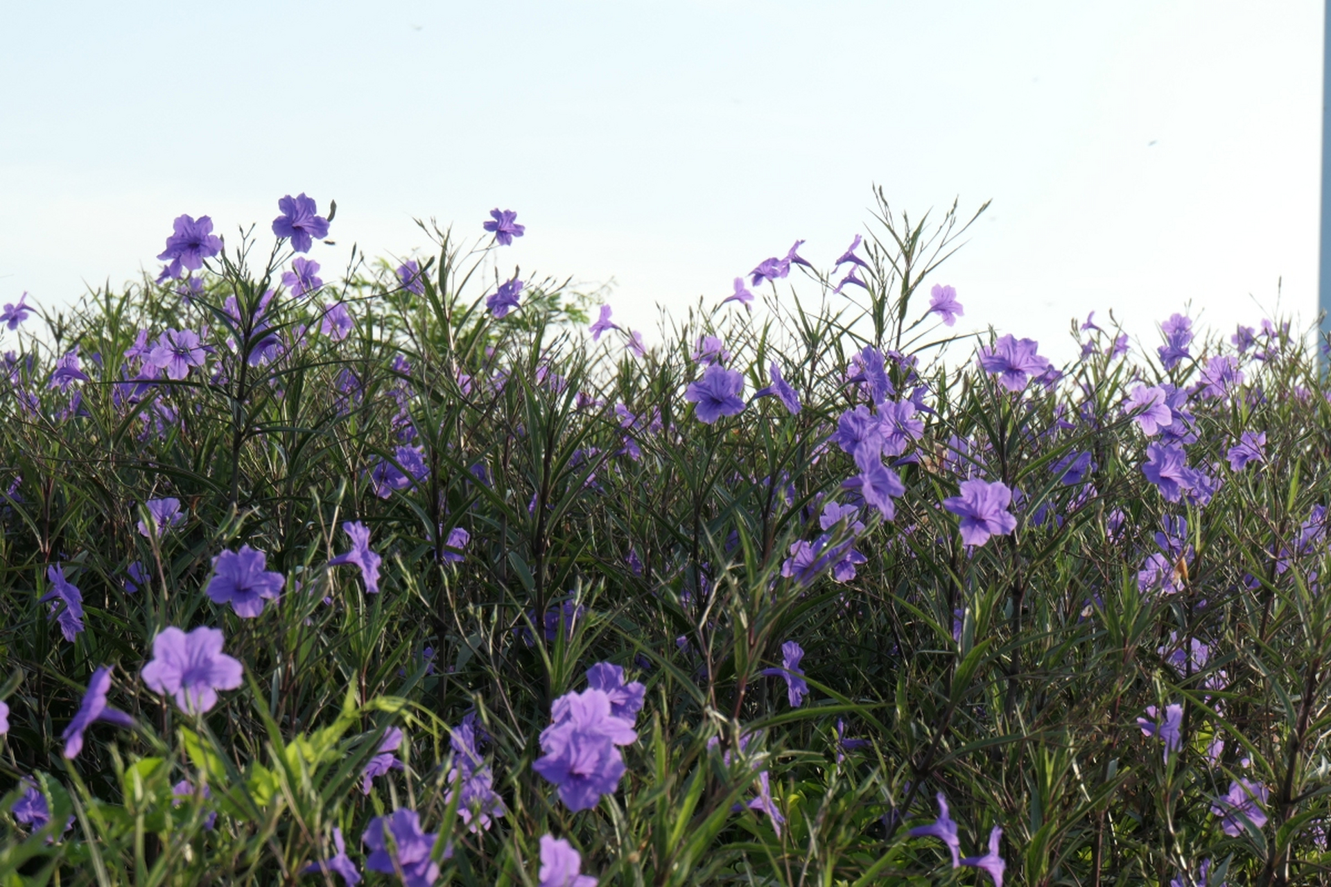 翠雀花是一种美丽的秋天花卉,它们的花朵呈蓝色或紫色,形状像一只只