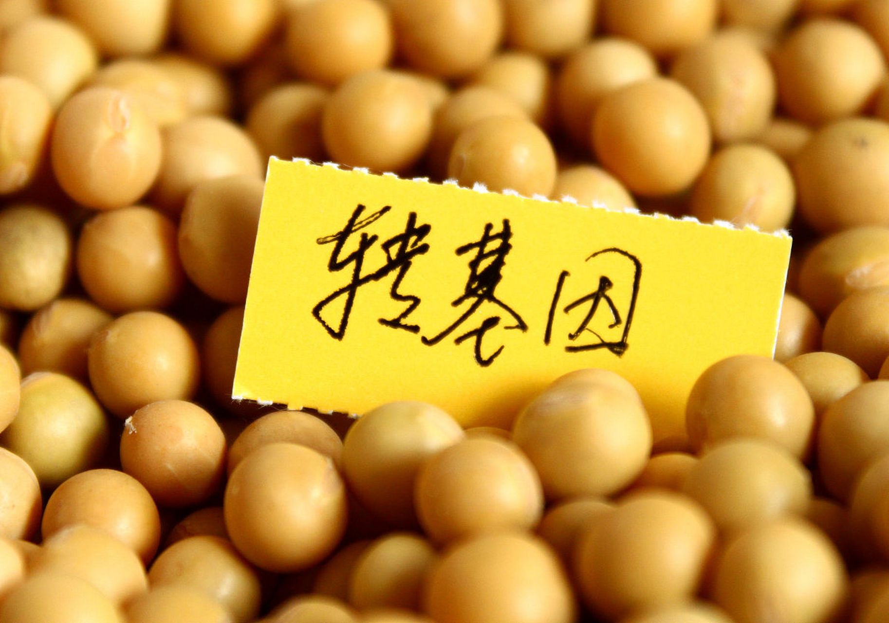 农业农村部最新动态:转基因玉米,大豆的应用范围将规范有序扩大!