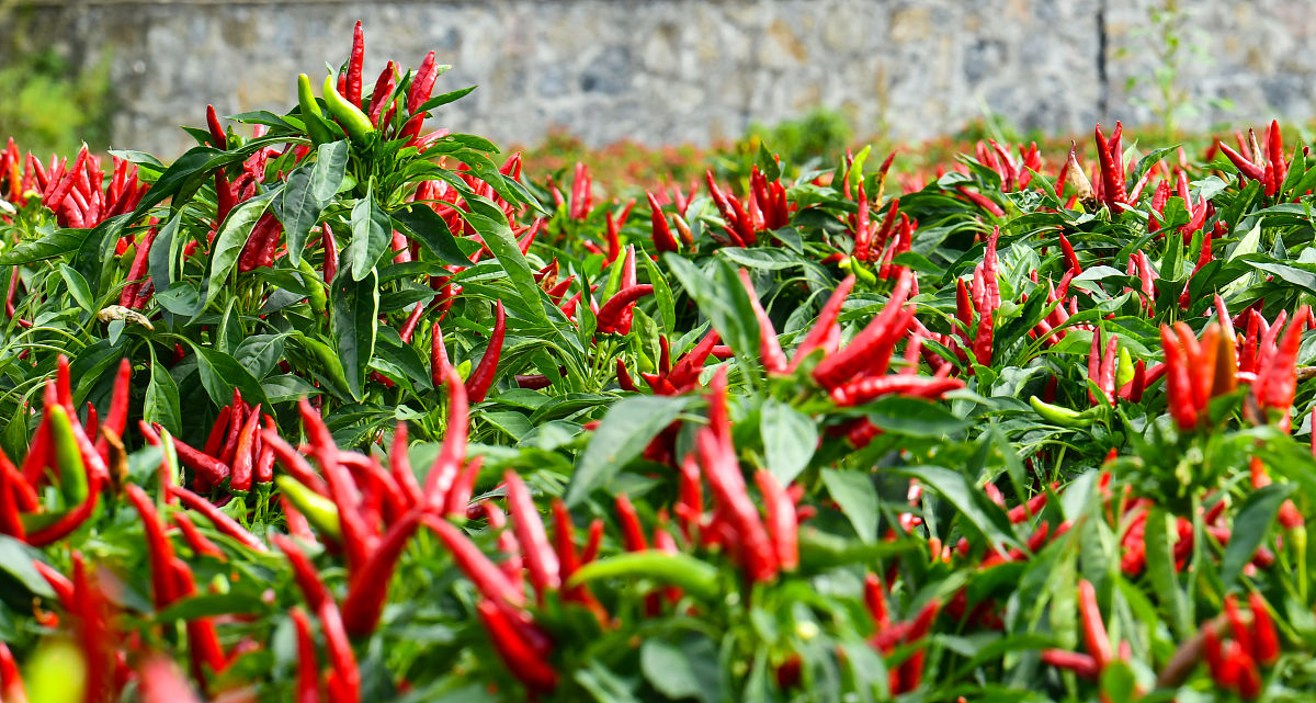 (原创散文)一个70后的乡土记忆:经济作物