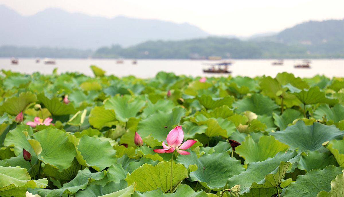 春雨落入西湖醉,烟柳画桥春风梦鱼翔浅底嚼荷花,唯美荷叶翡翠影