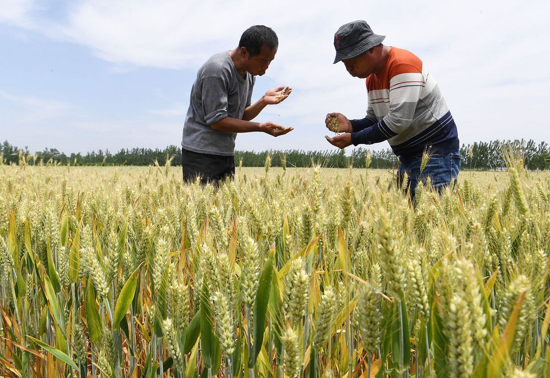 山农28是一个半冬性小麦品种,具有抗寒,抗病,抗倒伏等优点,适宜在