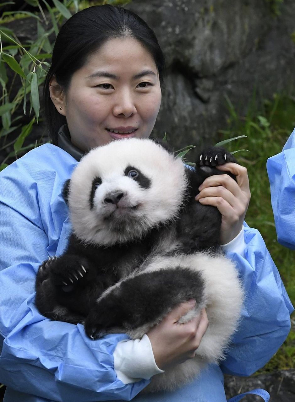 旅美大熊猫美香一家三口启程回国,接续丫丫回国,如同海归集体奔赴效力