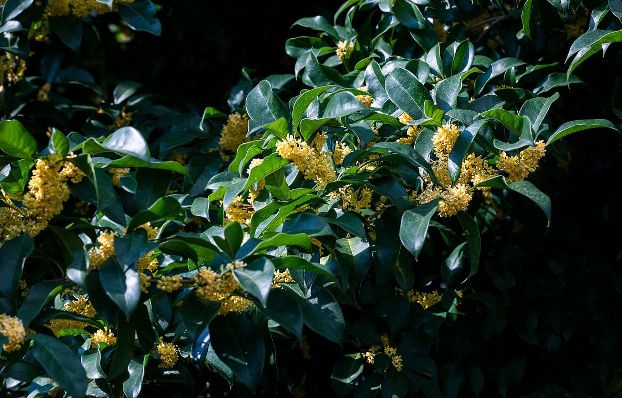 小叶佛顶珠桂花图片