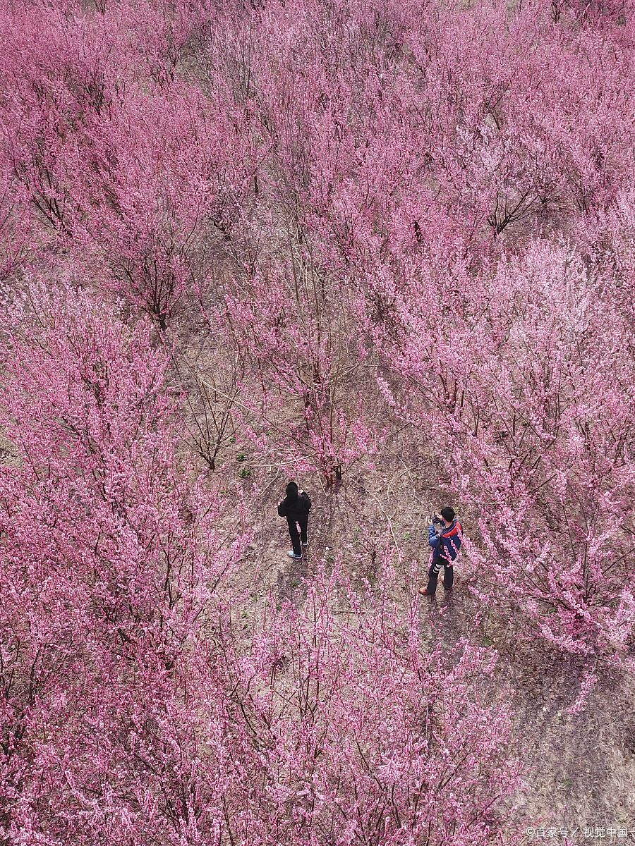 桃花岛安期峰景区图片