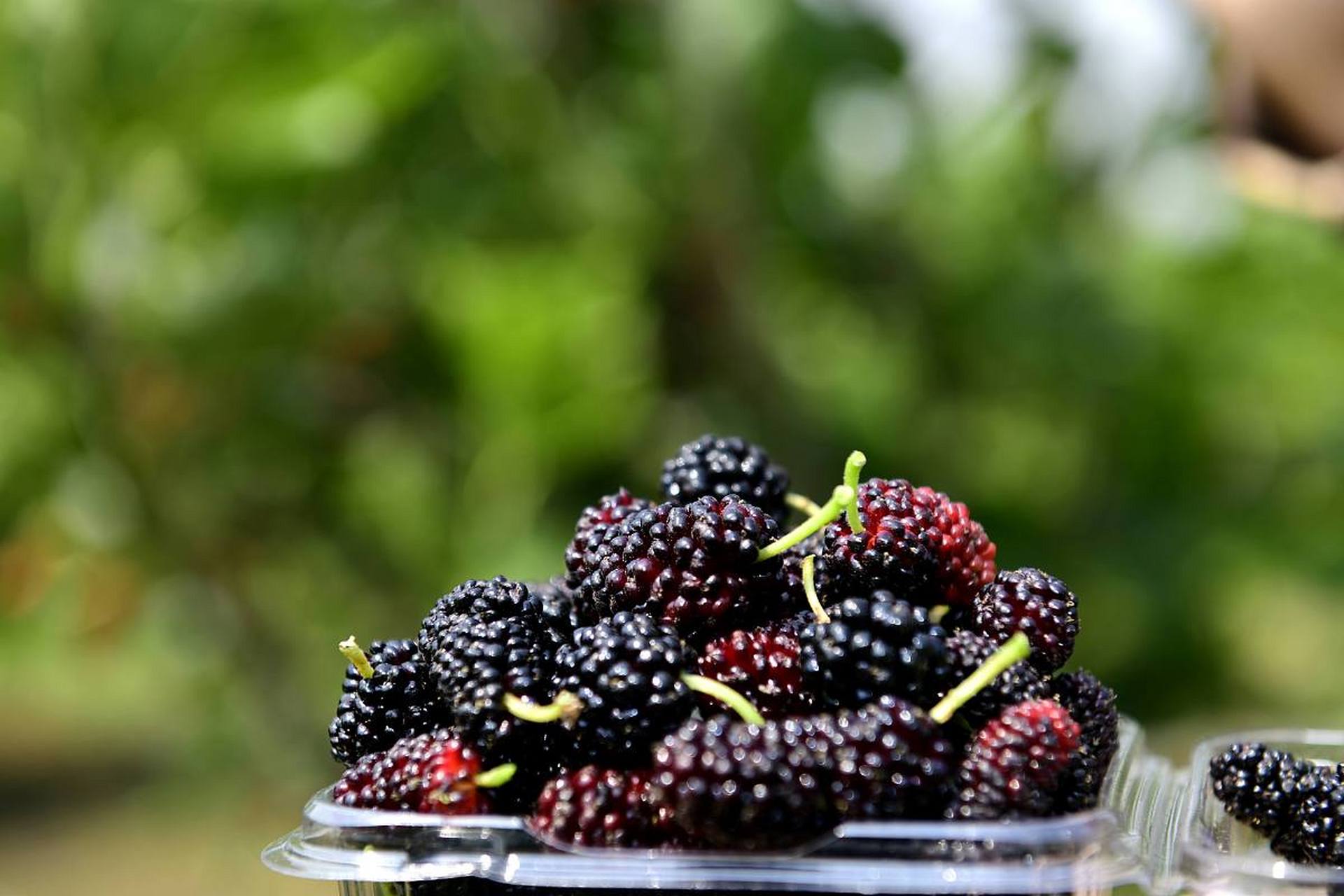 昨天夜晚去邻居家串门,邻居的婆婆让我吃桑葚,我正要去拿桑葚的时候