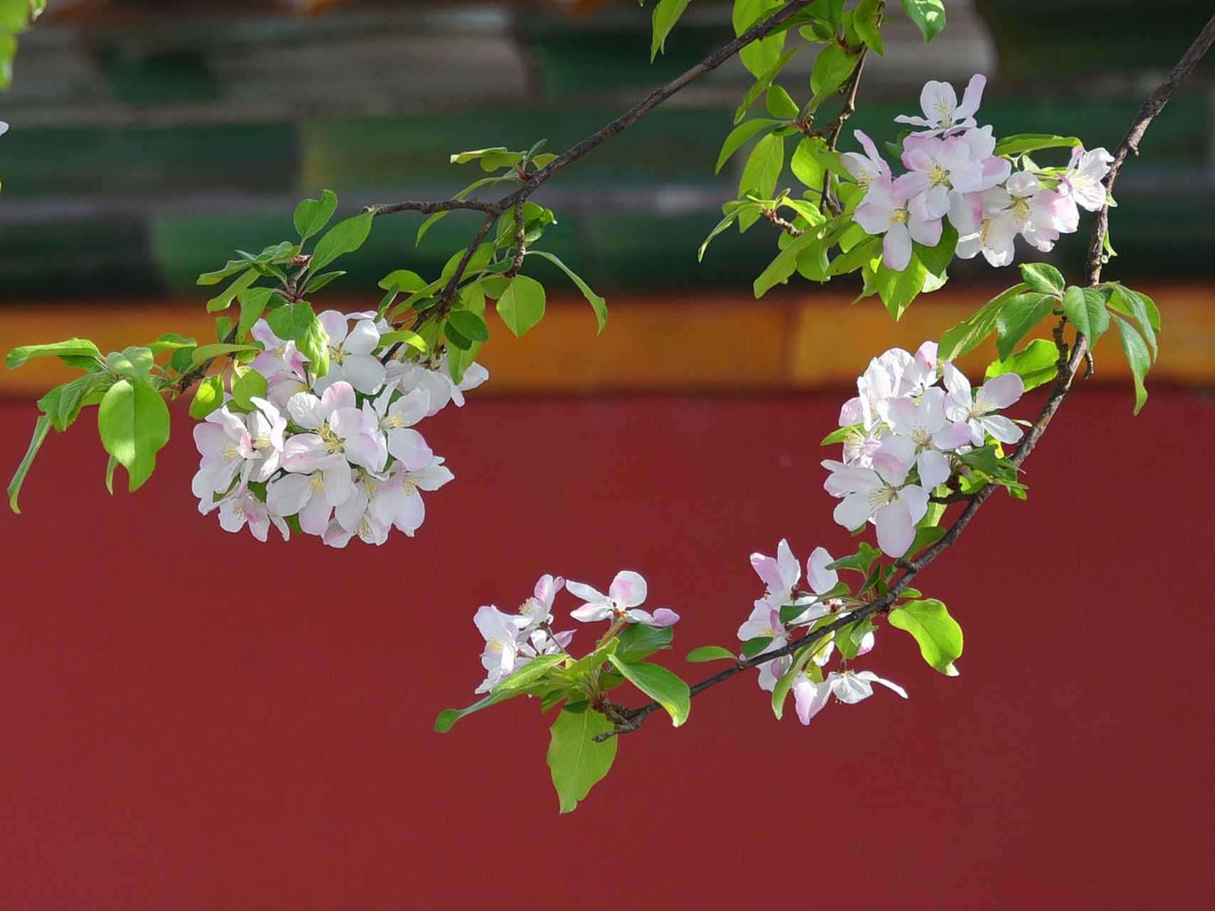 红色槐花与白色槐花虽同属槐花,但色彩,生长习性,观赏价值及文化内涵
