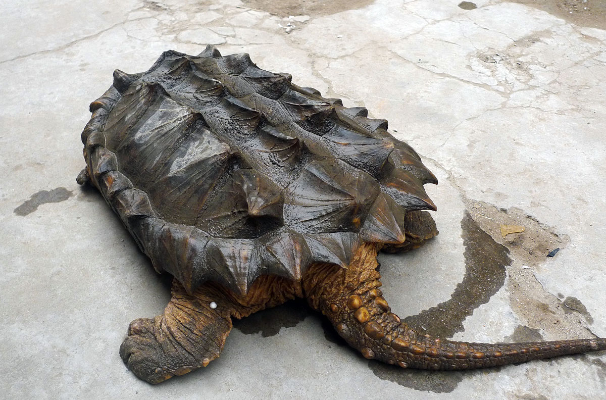 北美大鳄龟巨型图片