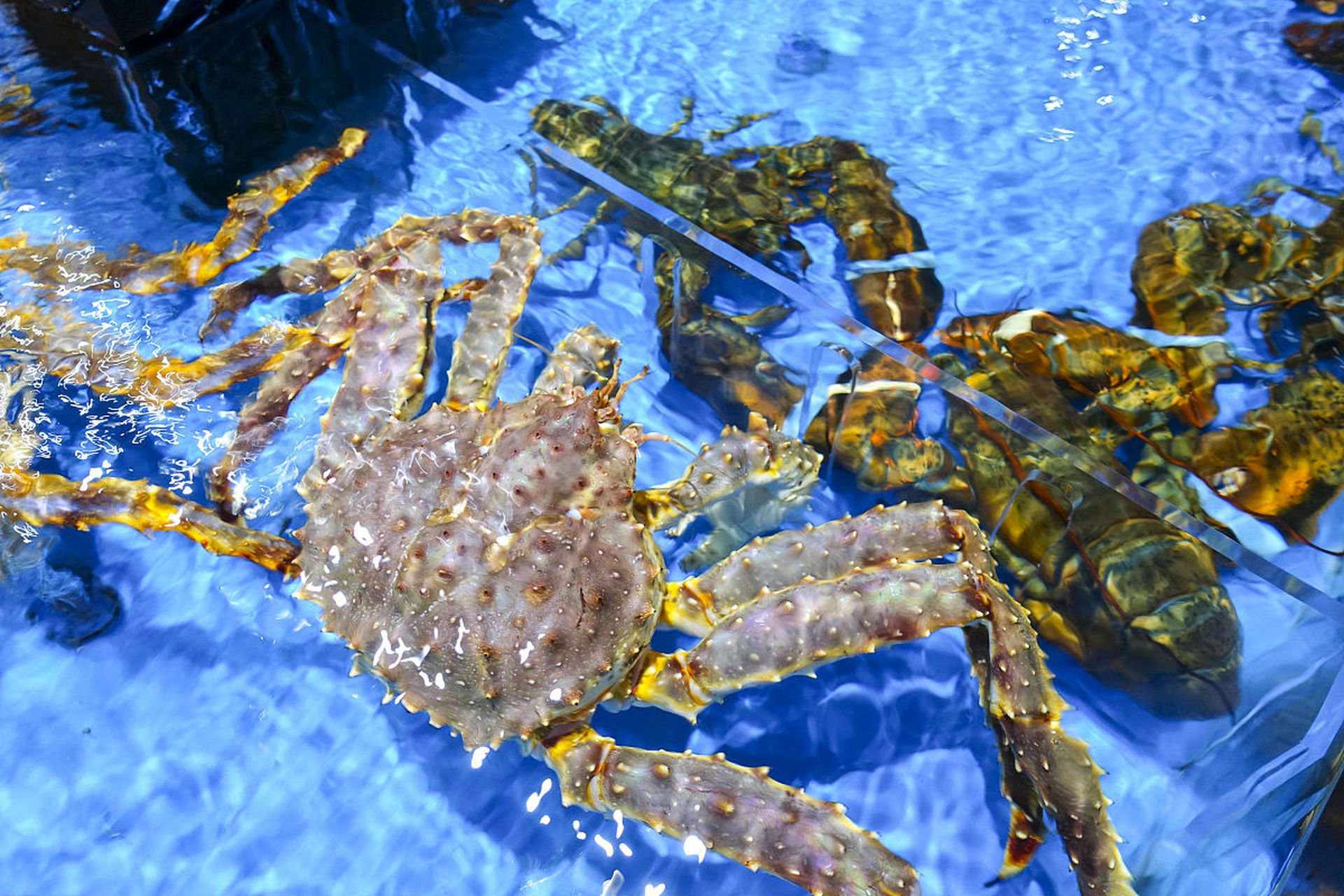 日媒称,中国拦截日本的水产品,只为对日本排放核污水施压.