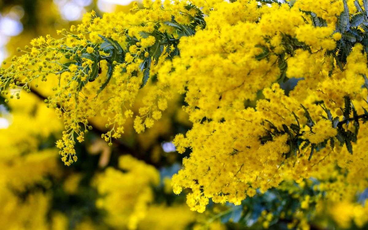 『随花看世界』金合欢,是澳大利亚的国花,深受澳洲人的喜爱