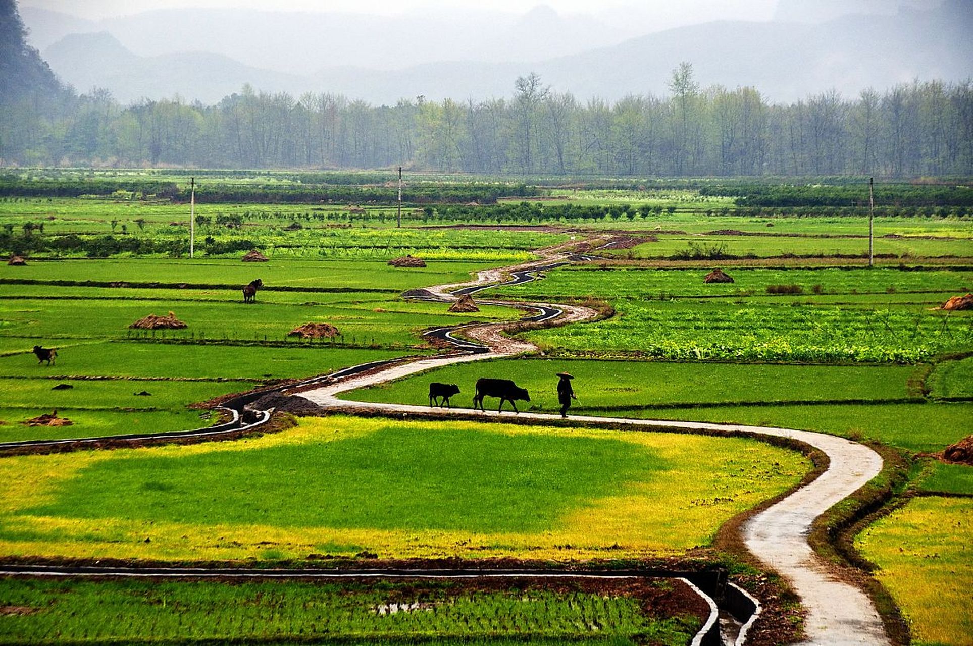 秋天的田园风光是美丽的,忙碌的,清爽的,也是丰收的.
