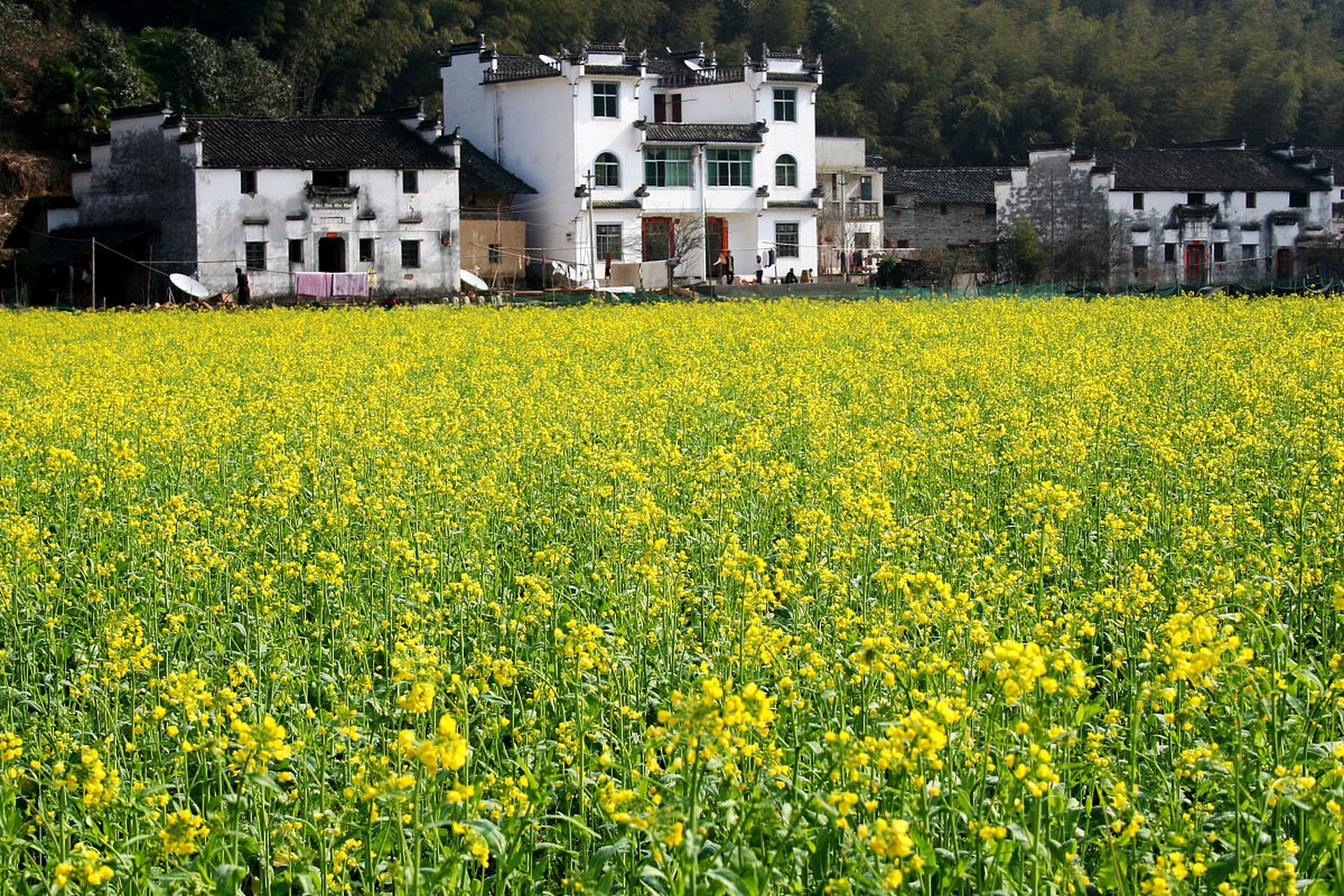 上饶婺源油菜花图片