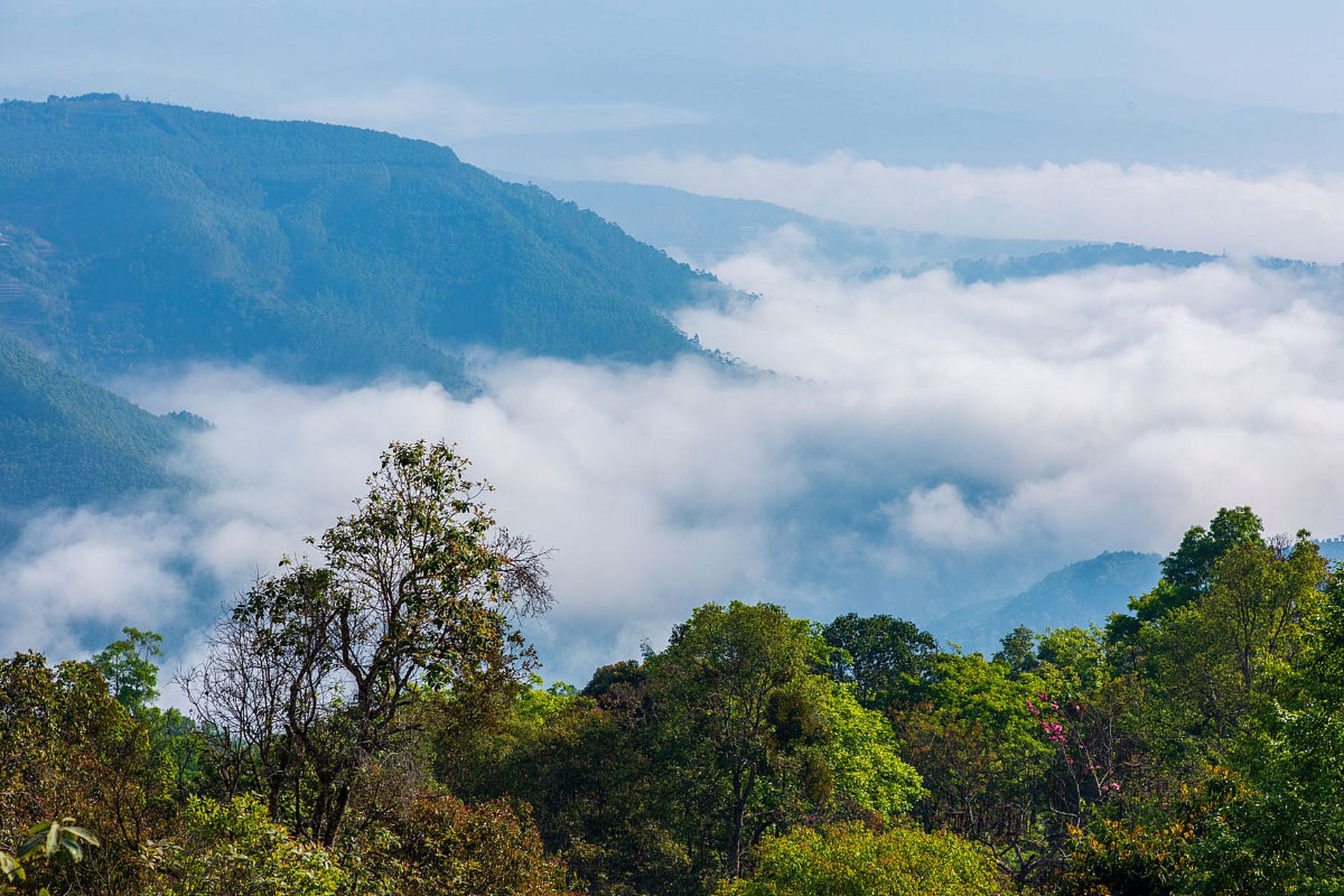 普洱景迈山古茶林文化申遗成功#  在沙特阿拉伯王国利雅得召开的