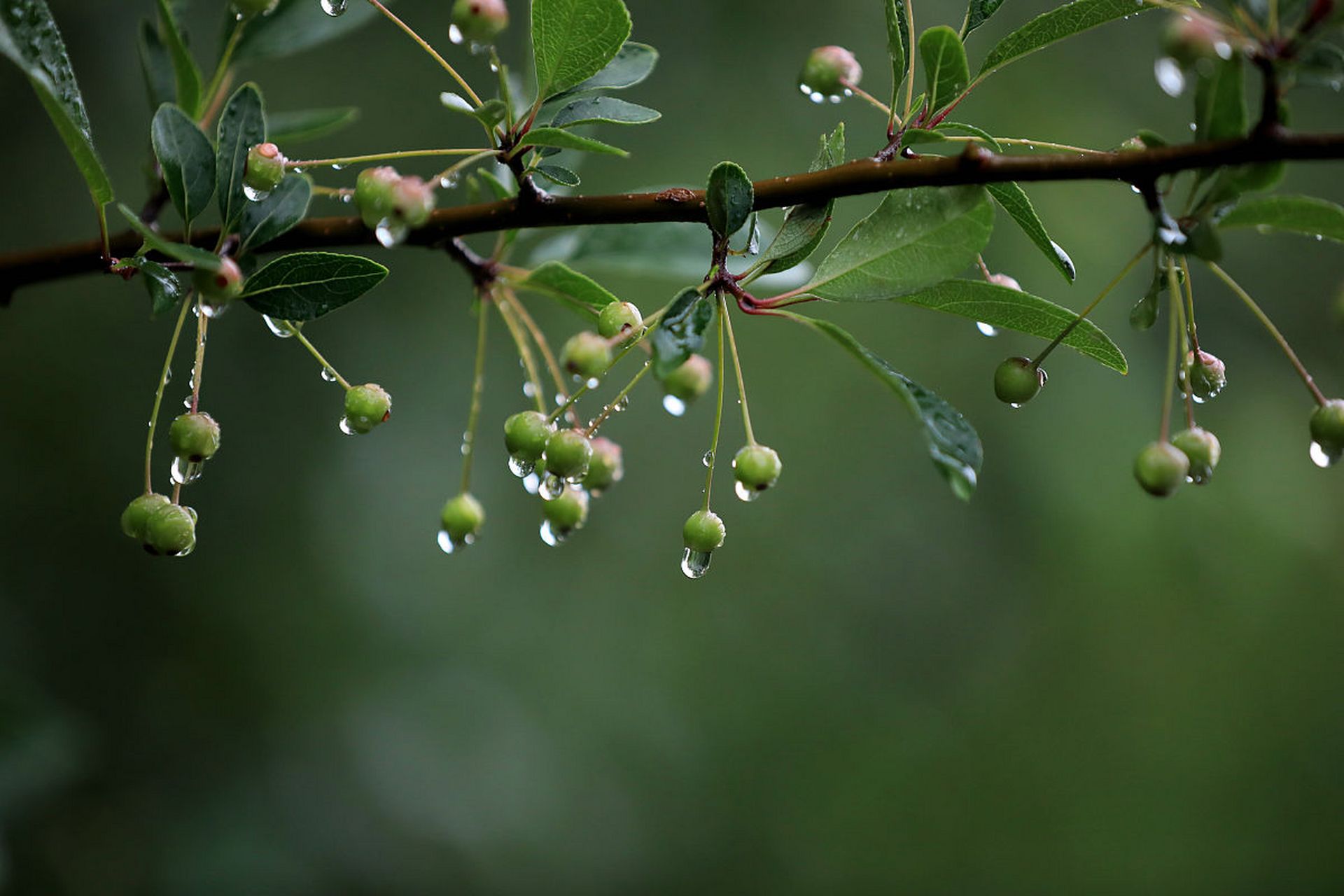 雨后植物露珠图片