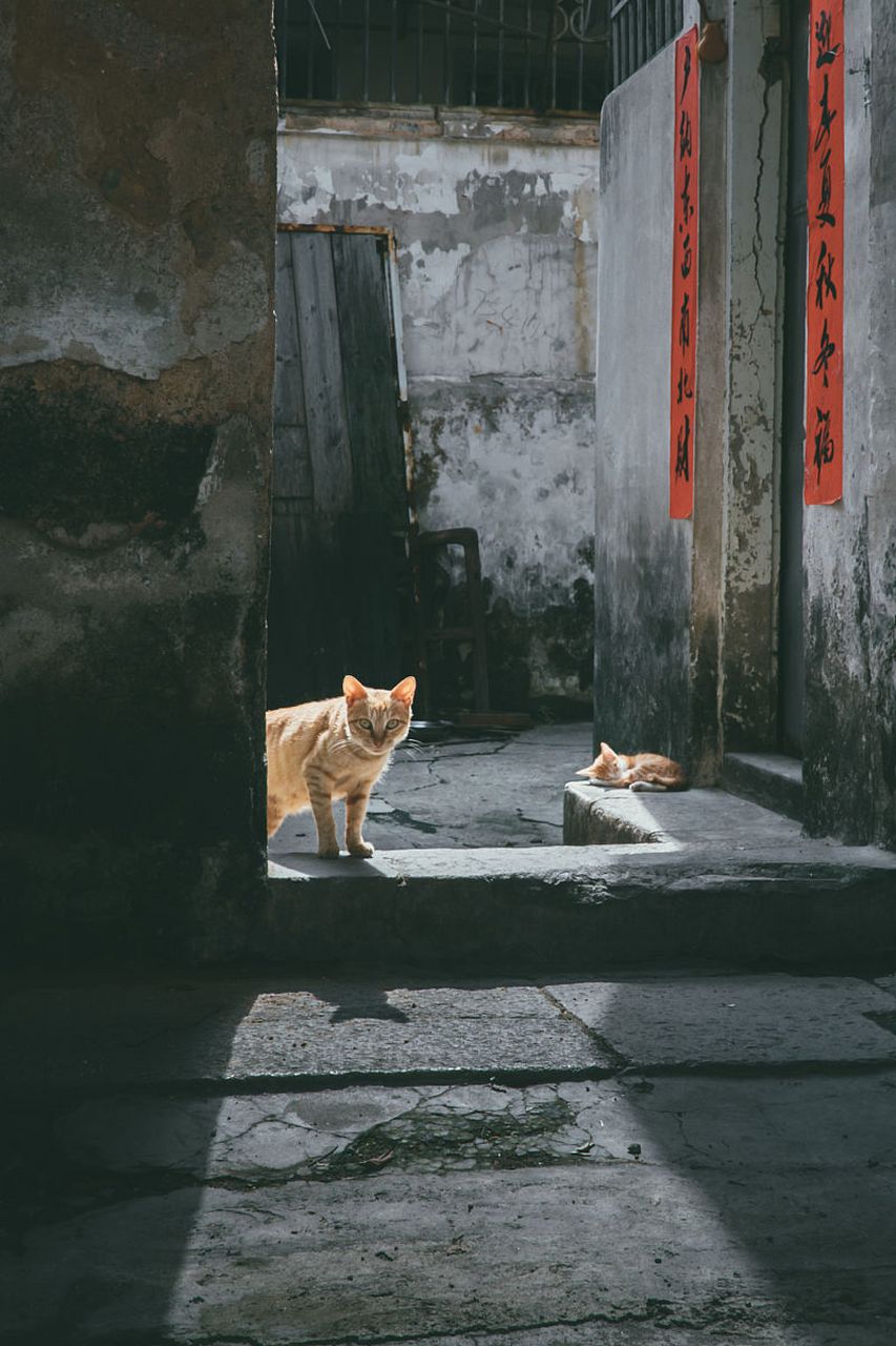 巷子里的猫 背影图片