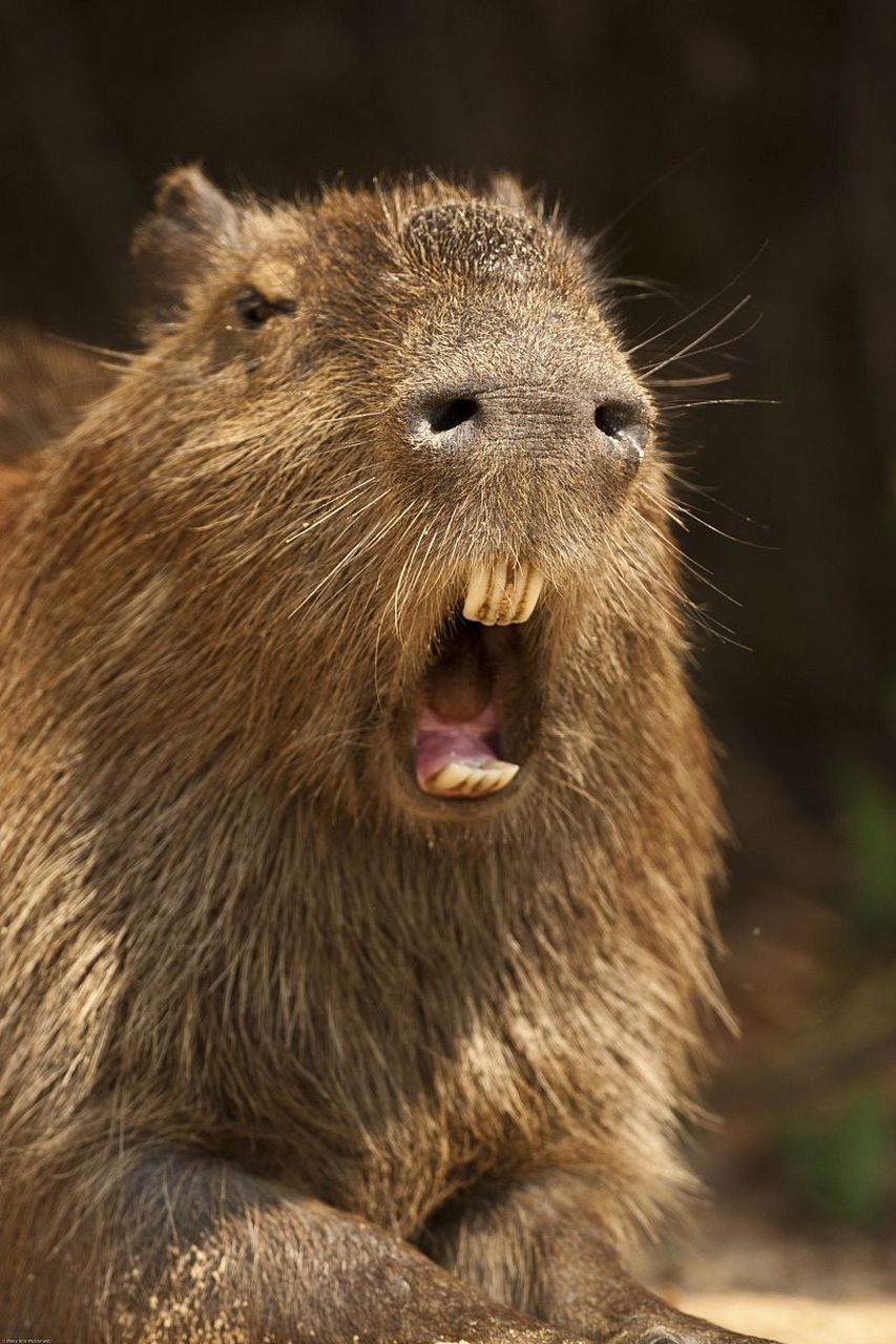 水獭的表情有点丰富[心]#动物趣图