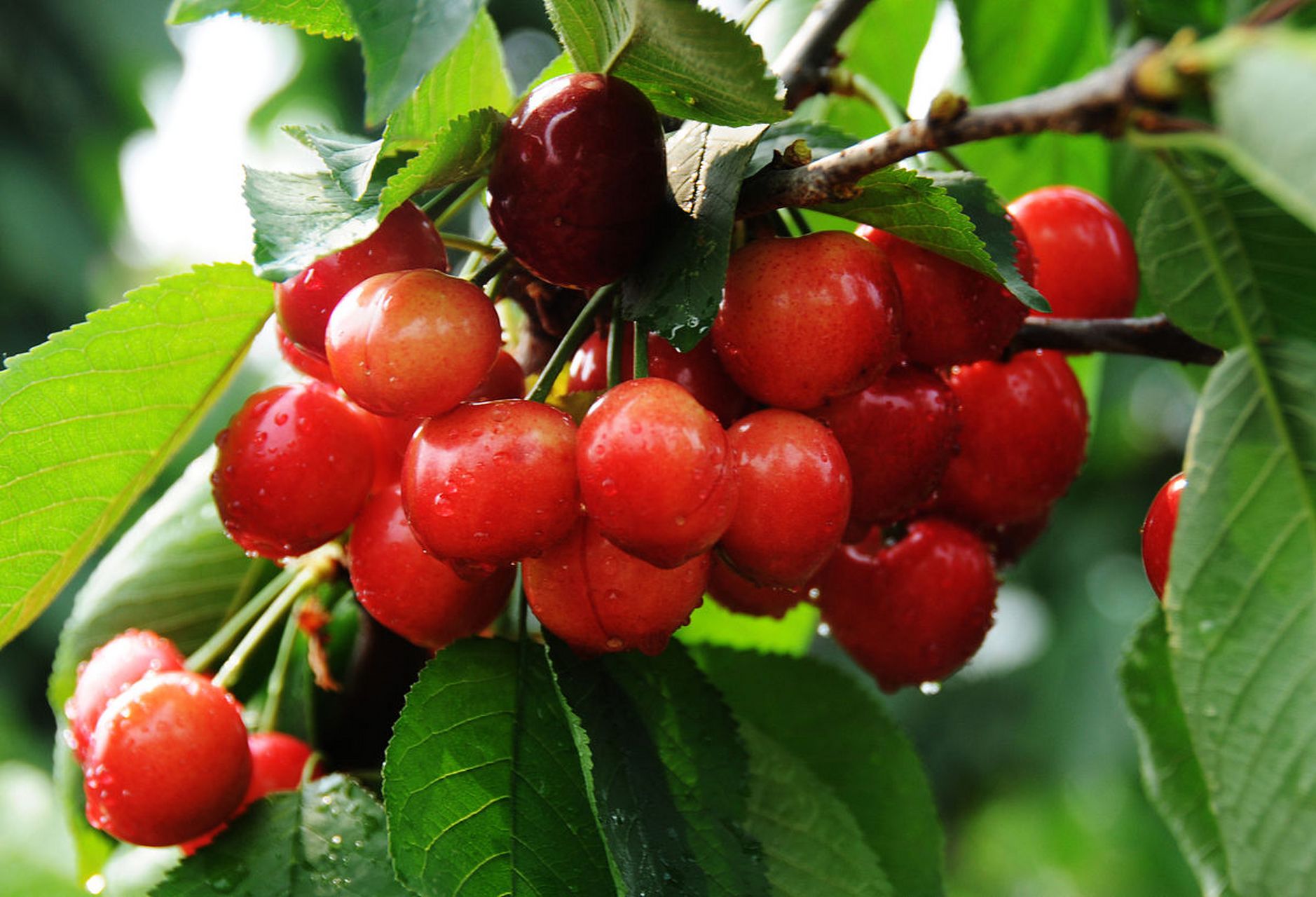 甘肃天水大樱桃果大味甜 红透"半边天"  甘肃天水地处渭河中游,秦岭西