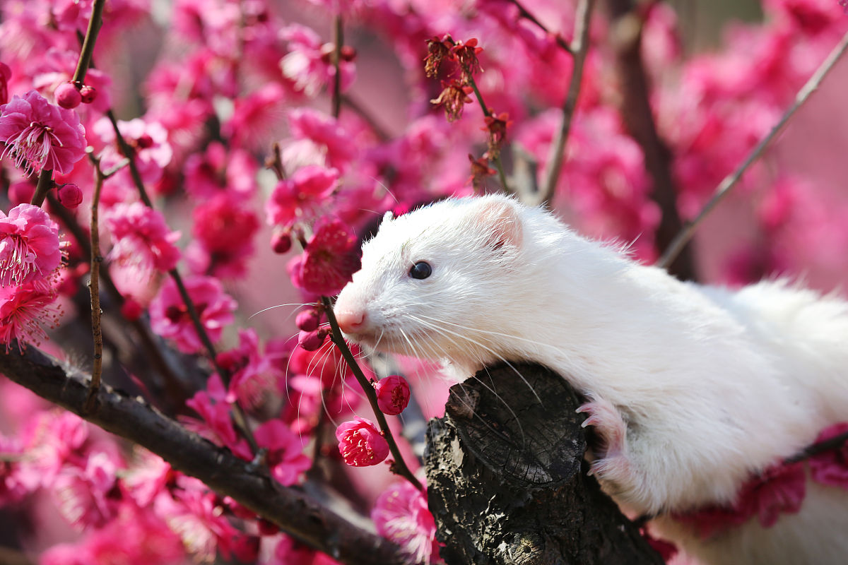 雪貂可以当宠物养吗?