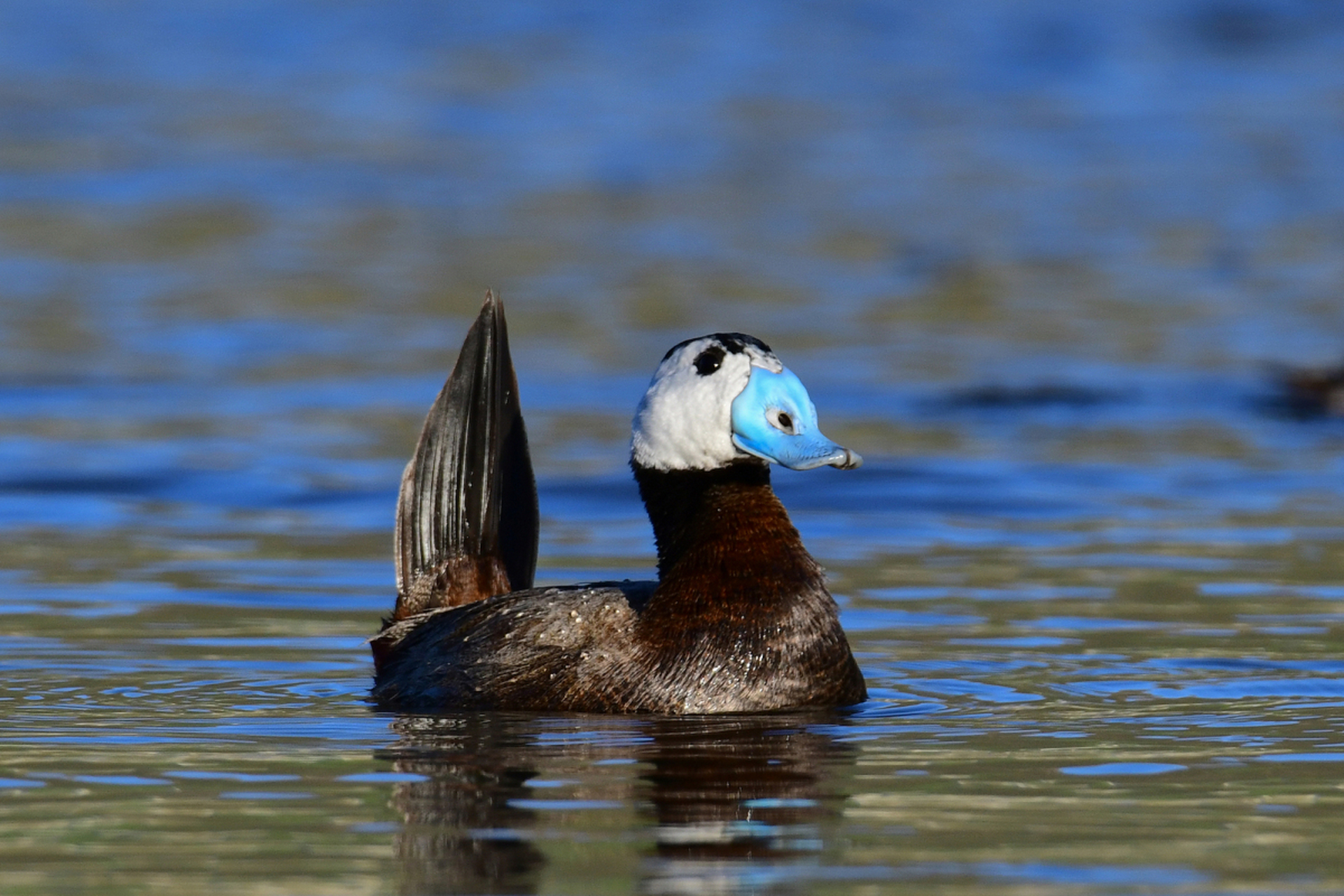 跨年创作挑战赛# 白头硬尾鸭长相非常独特,我国一级保护动物.