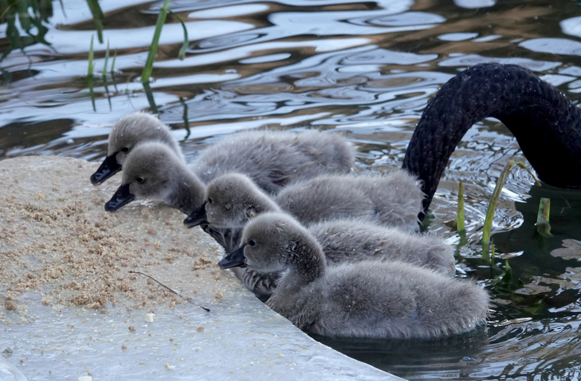 的湖面上,一对黑天鹅夫妻正带着他们的孩子——一群可爱的黑天鹅幼崽