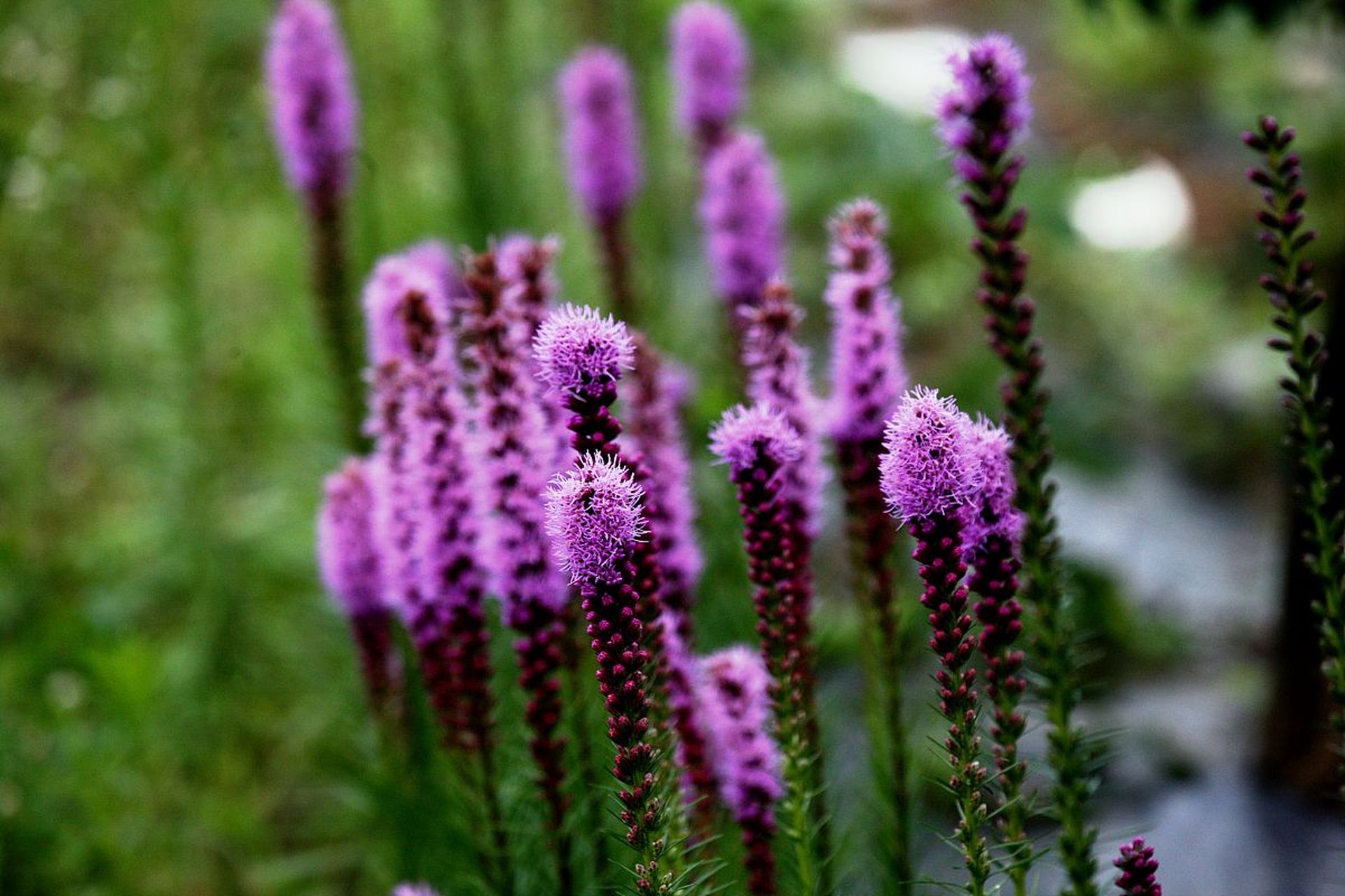 蛇鞭菊又名麒麟菊,猫尾花,是菊科蛇鞭菊属多年生草本植物. 花期7-8月.