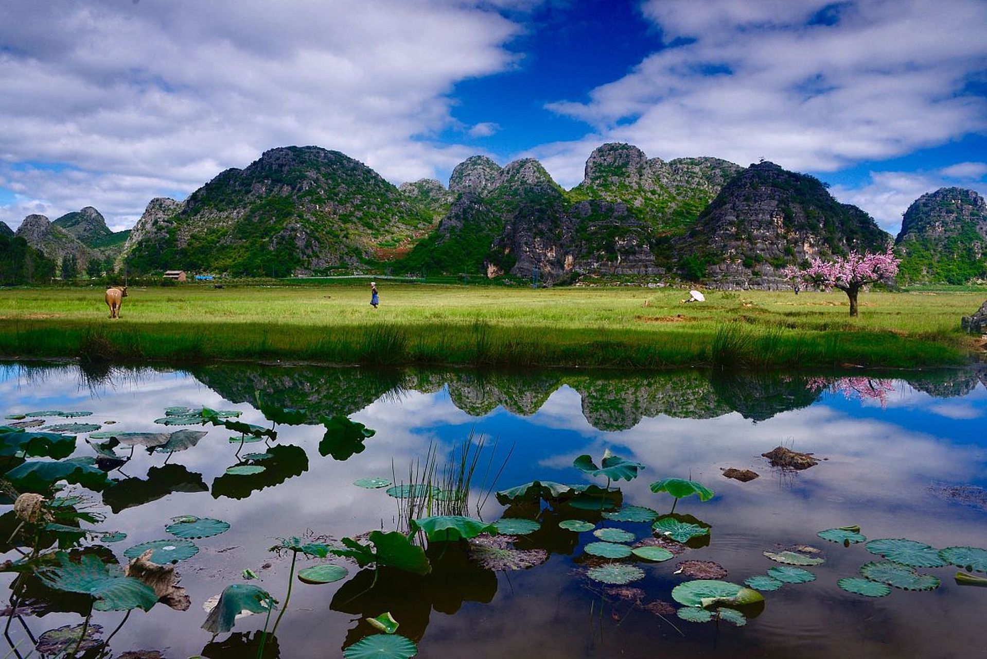 文山州丘北普者黑景区:探秘摆龙湖的"母亲河"情怀  在滇东南的岩溶