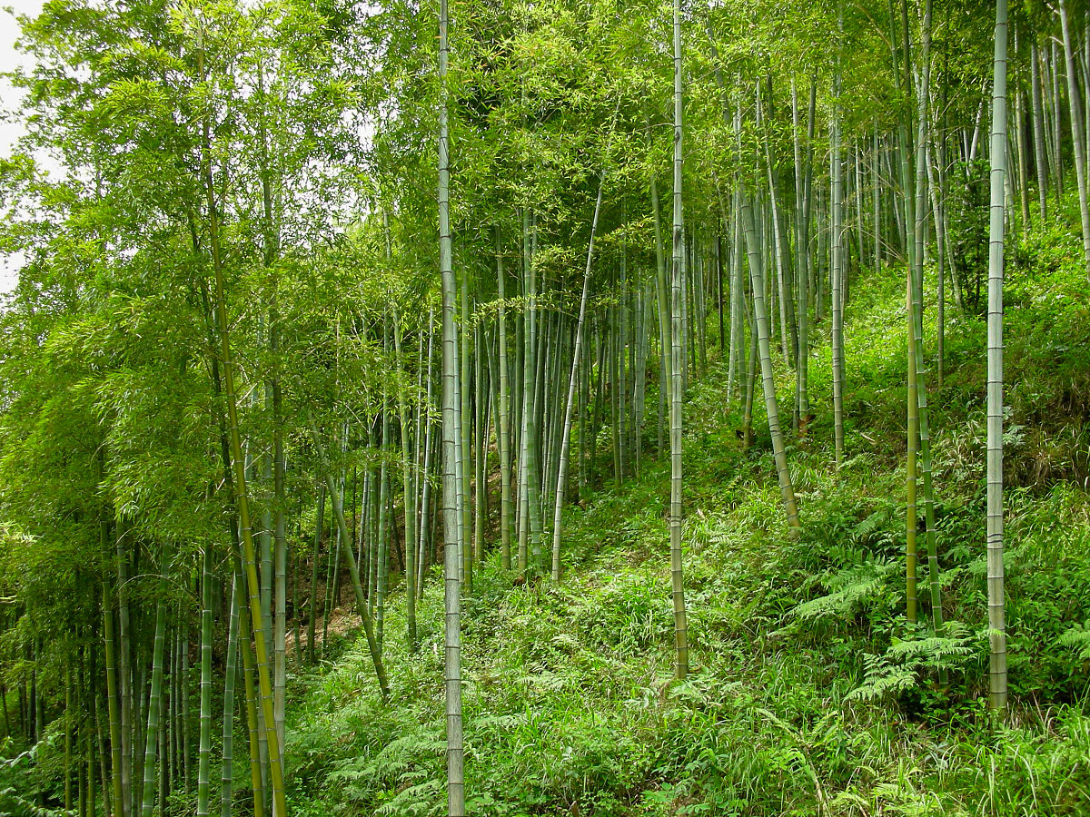 大竹花海森林图片