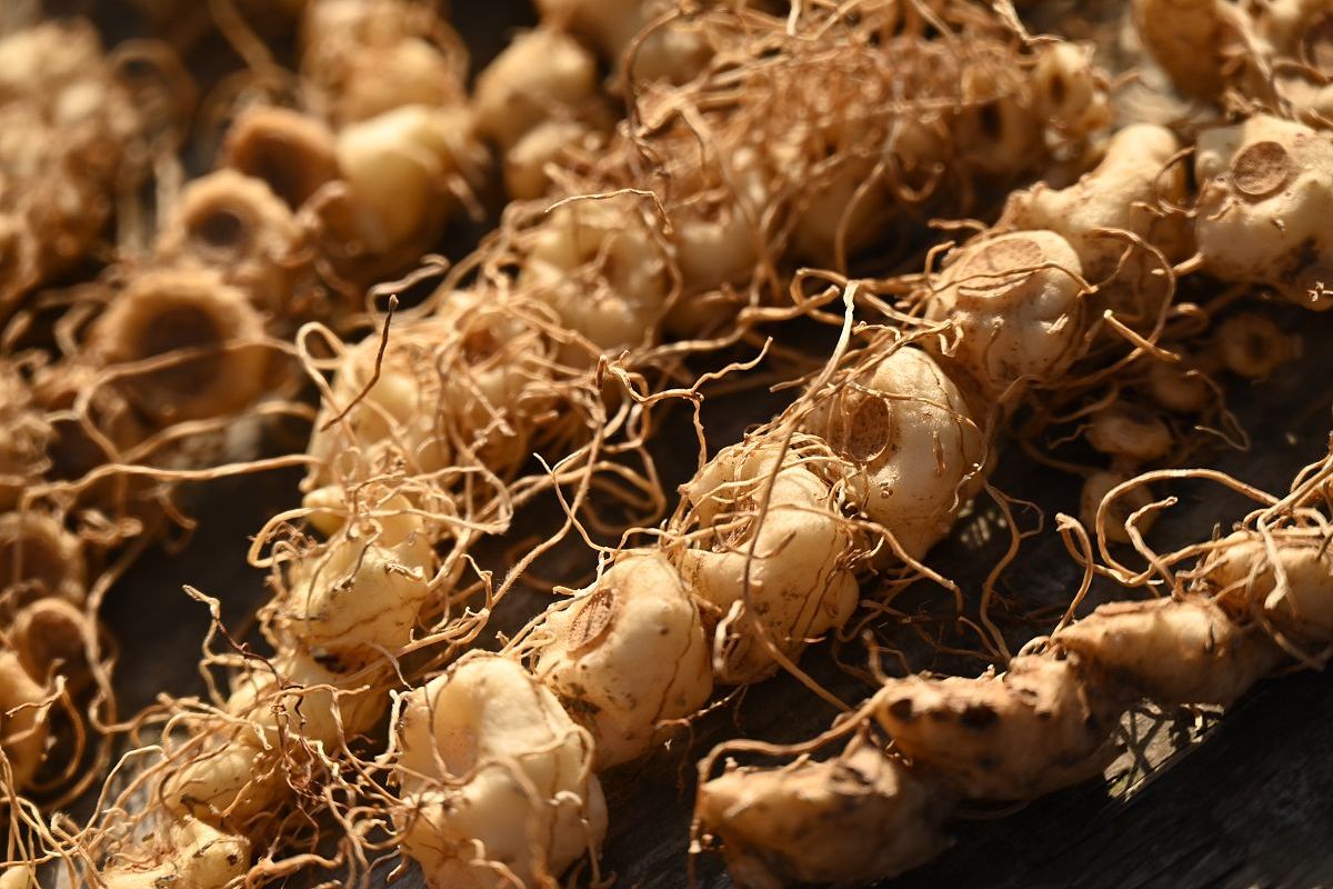 神奇黄精,滋阴补气,健脾润肺!泡水喝或当食材都超级赞.