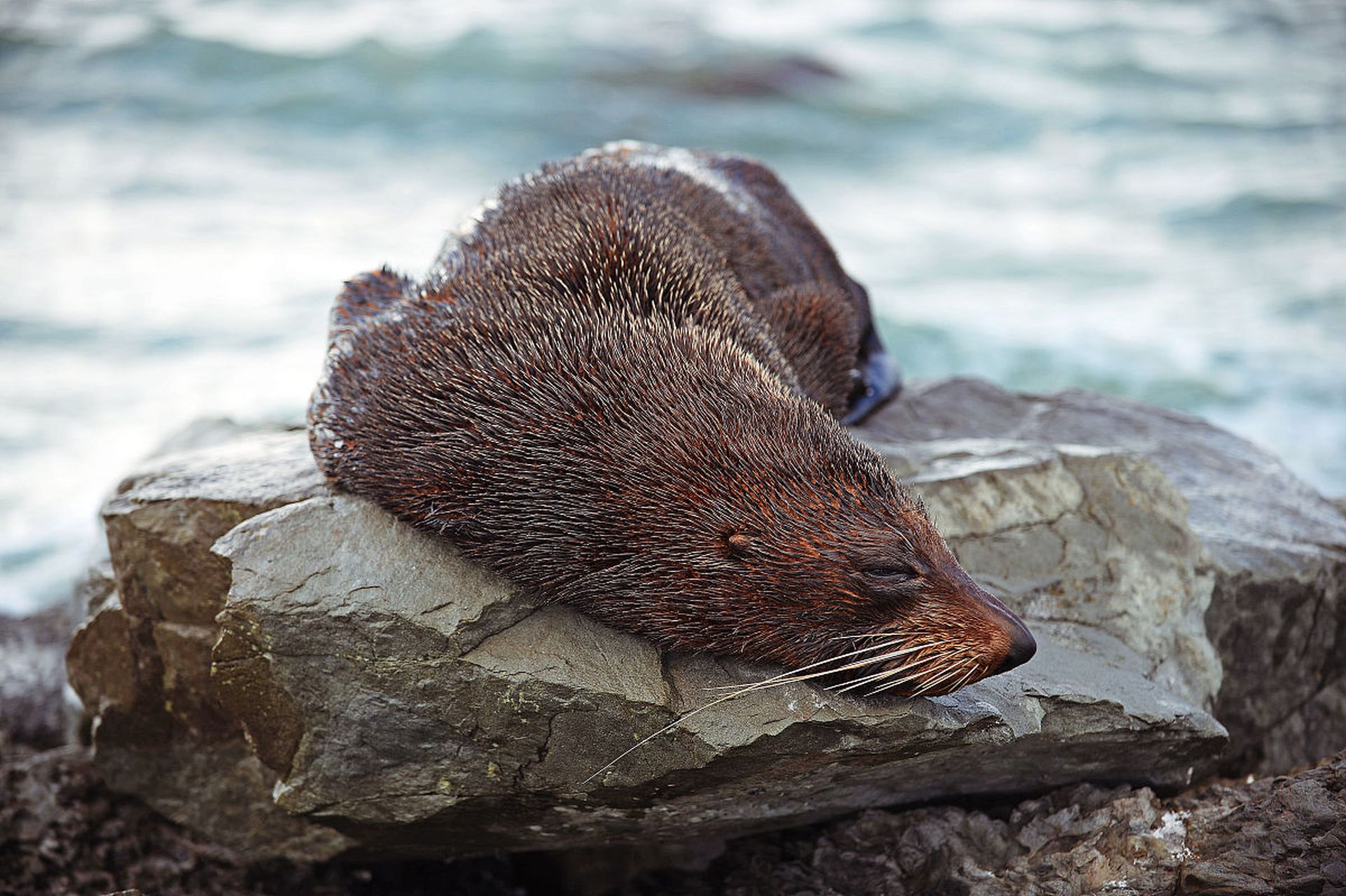 海豹是一种可爱的海洋哺乳动物,生活在全球的海洋和沿岸地区.