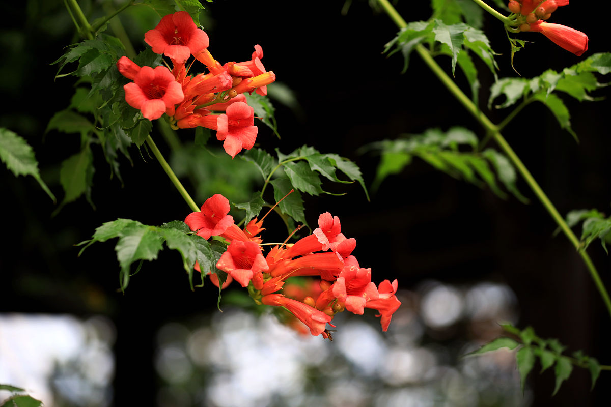 夏火热烈凌霄花(旧体诗)