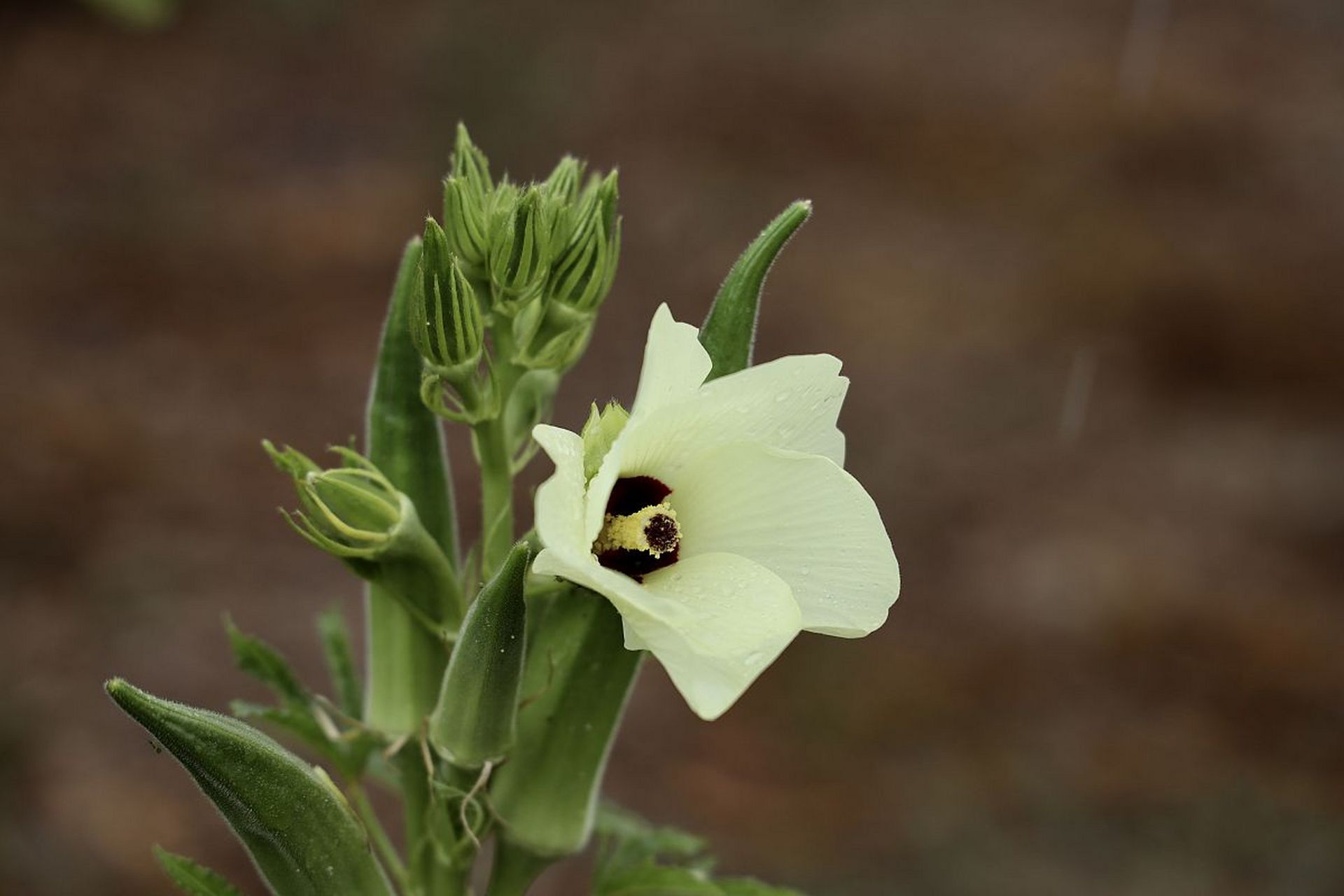 秋葵是人们生活中常见的蔬菜,吃在口中有黏黏的感觉,有些人认为这种