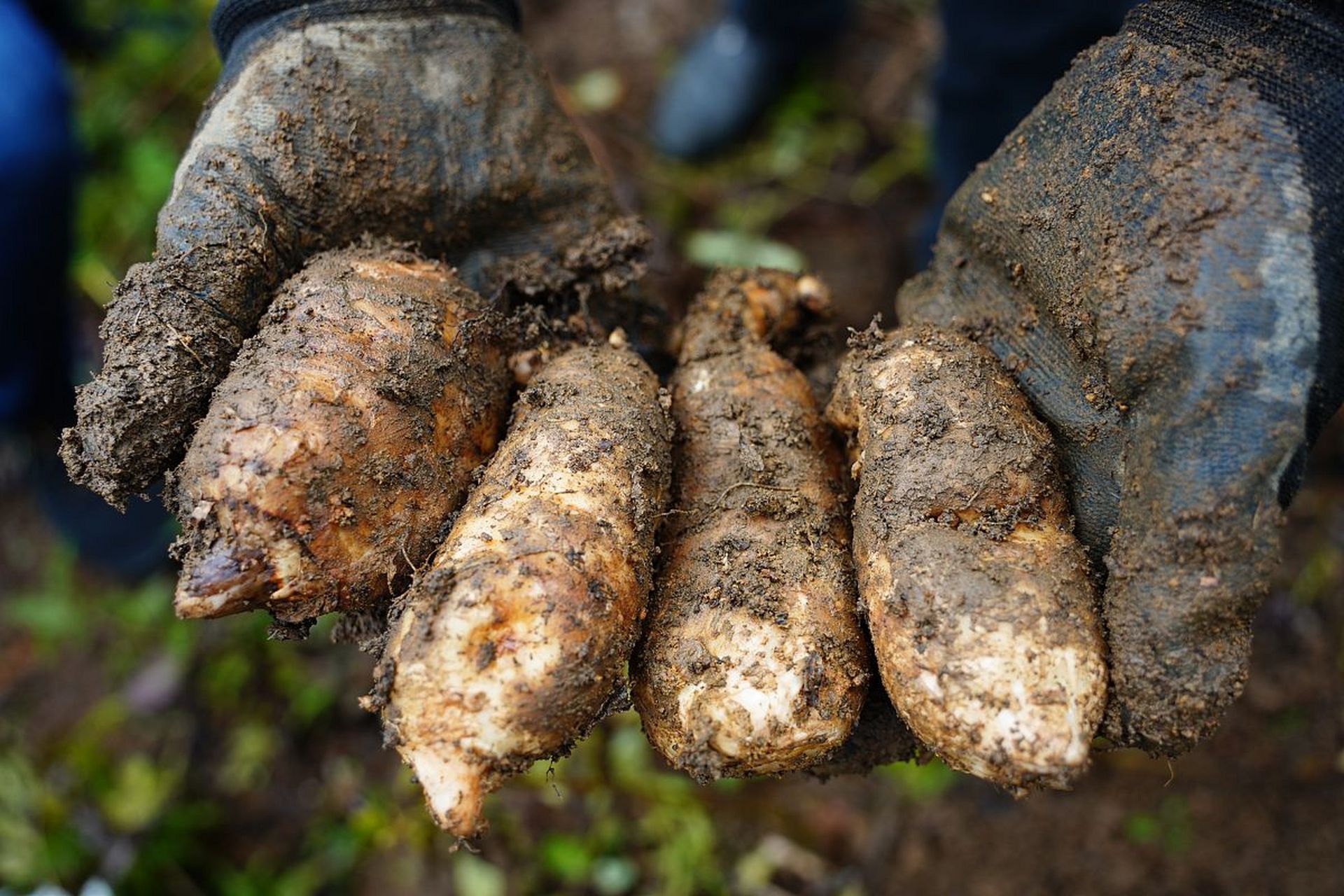 95浙江磐安有个超级神秘的特产——磐安天麻!