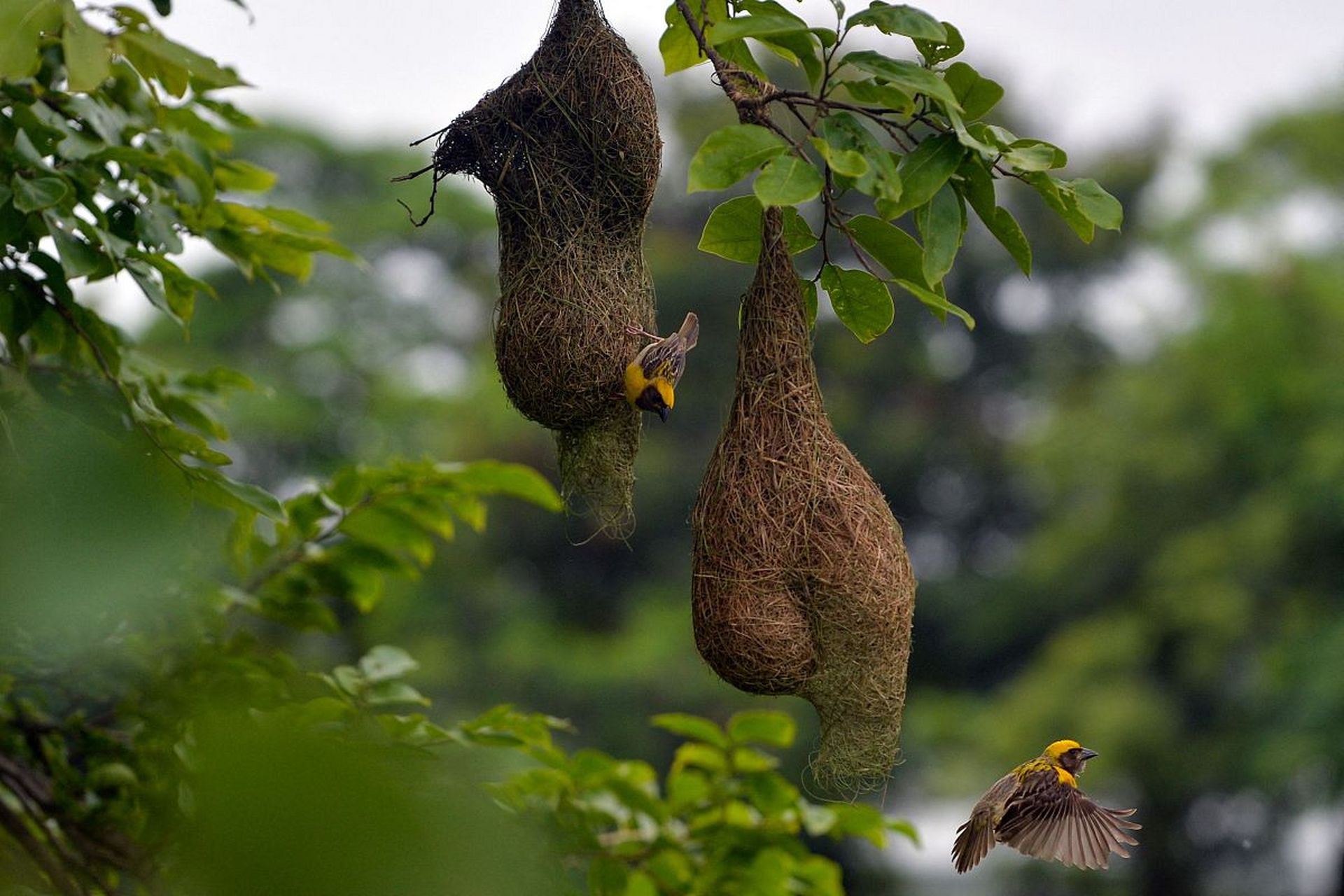动物界的建筑师——黄胸织布鸟  黄胸织布鸟的手艺可以说是巧夺天工
