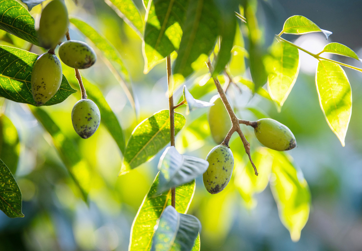 几种油料作物历史和特征,你认识几种