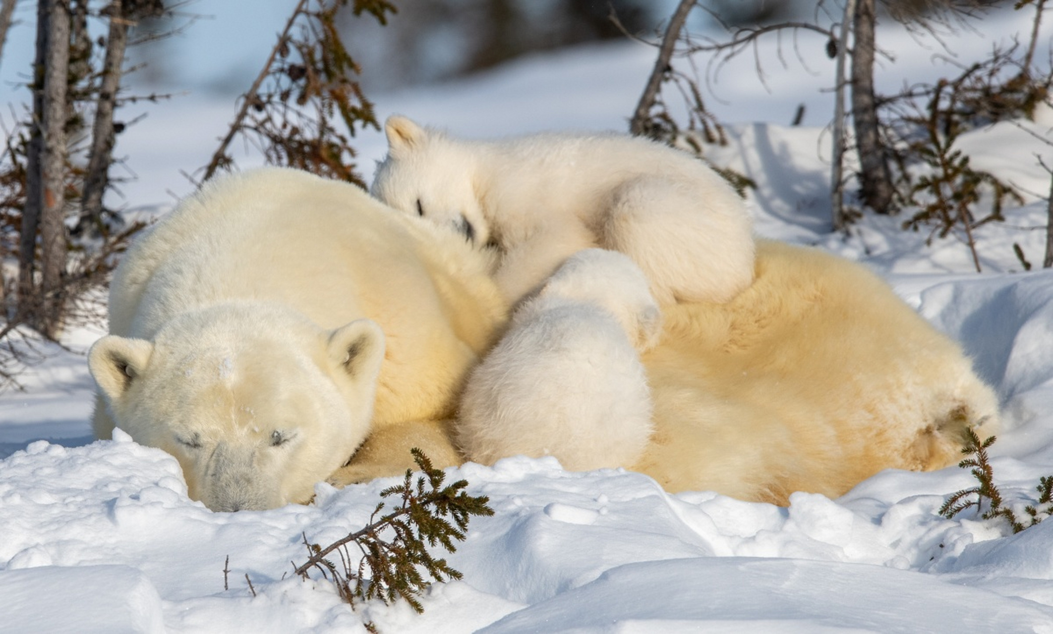 熊妈妈带着熊宝宝,这就是幸福的模样.#动物趣图