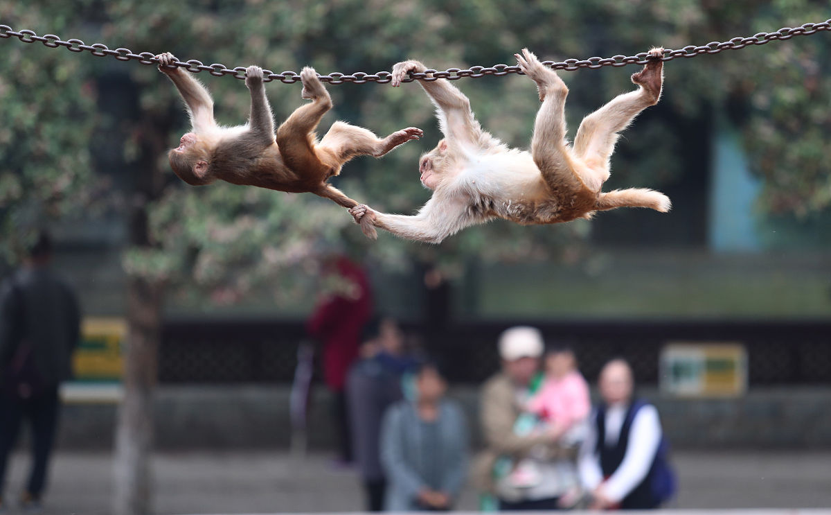 昆明动物园猴山"虐猫"事件引发关注