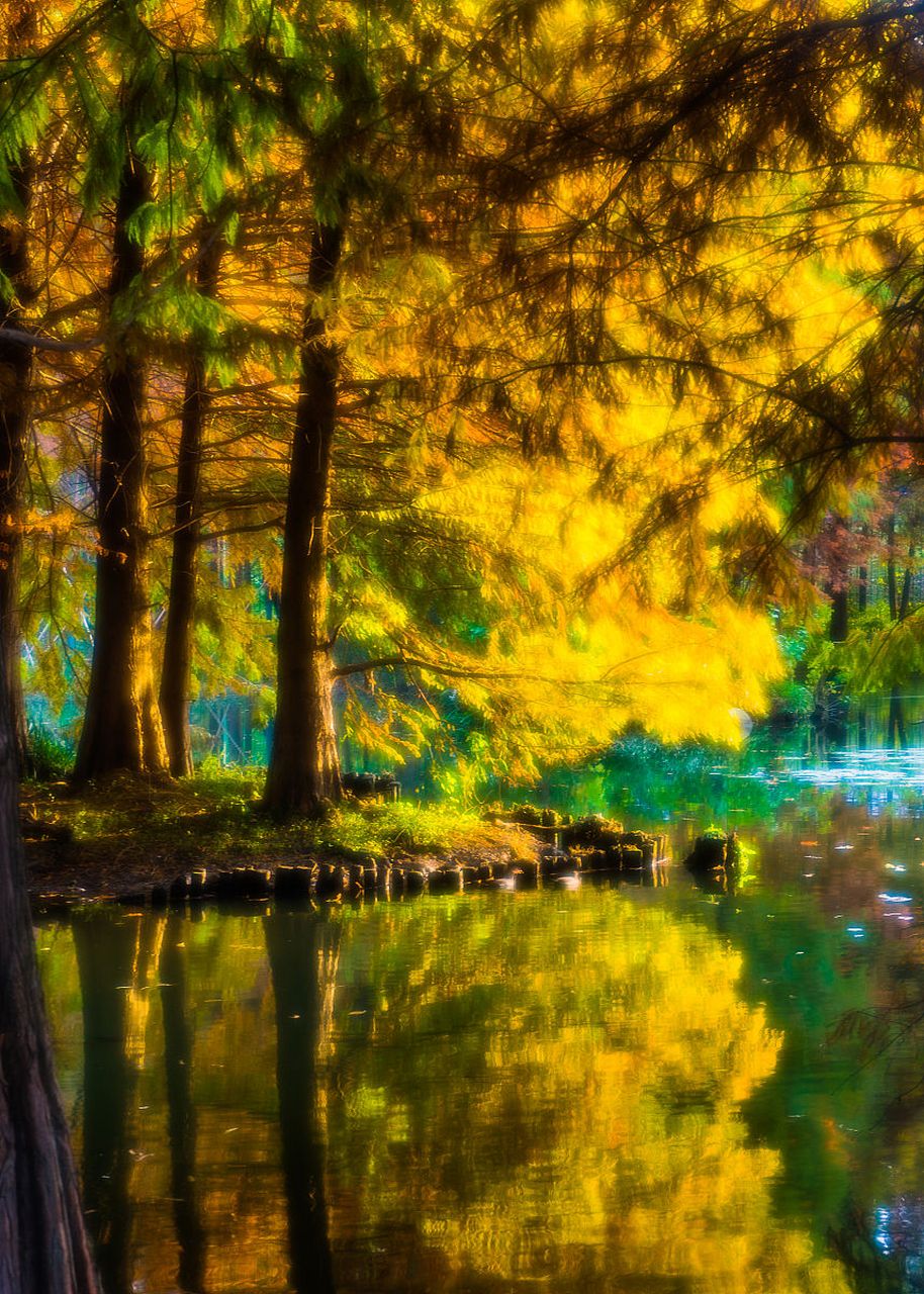 秋天的水杉树,  像是给叶子施了魔法,  把叶子变成一片锈红色.