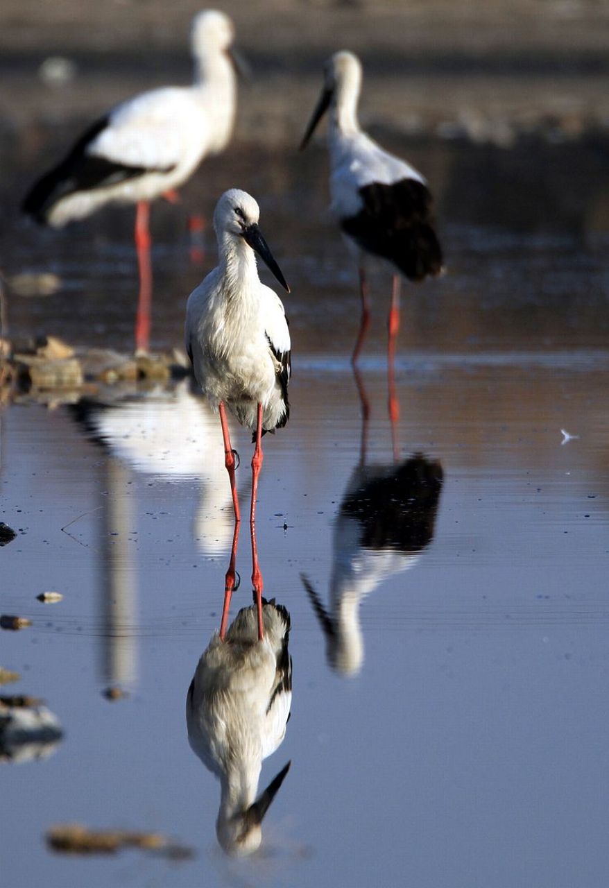 动物趣图# 白鹳是大型涉禽,它的翅膀又长又宽,长着长长的嘴,细长的腿