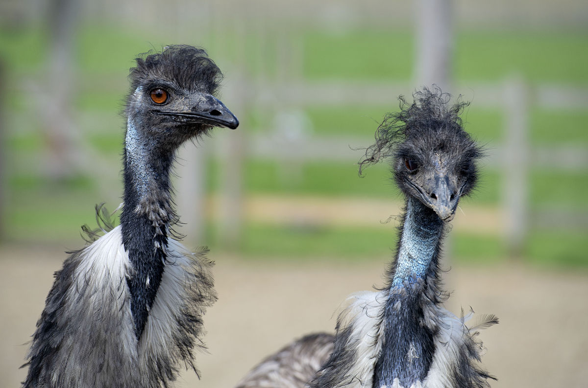 奔跑荒野的飞行巨人——世界第二大鸟鸸鹋